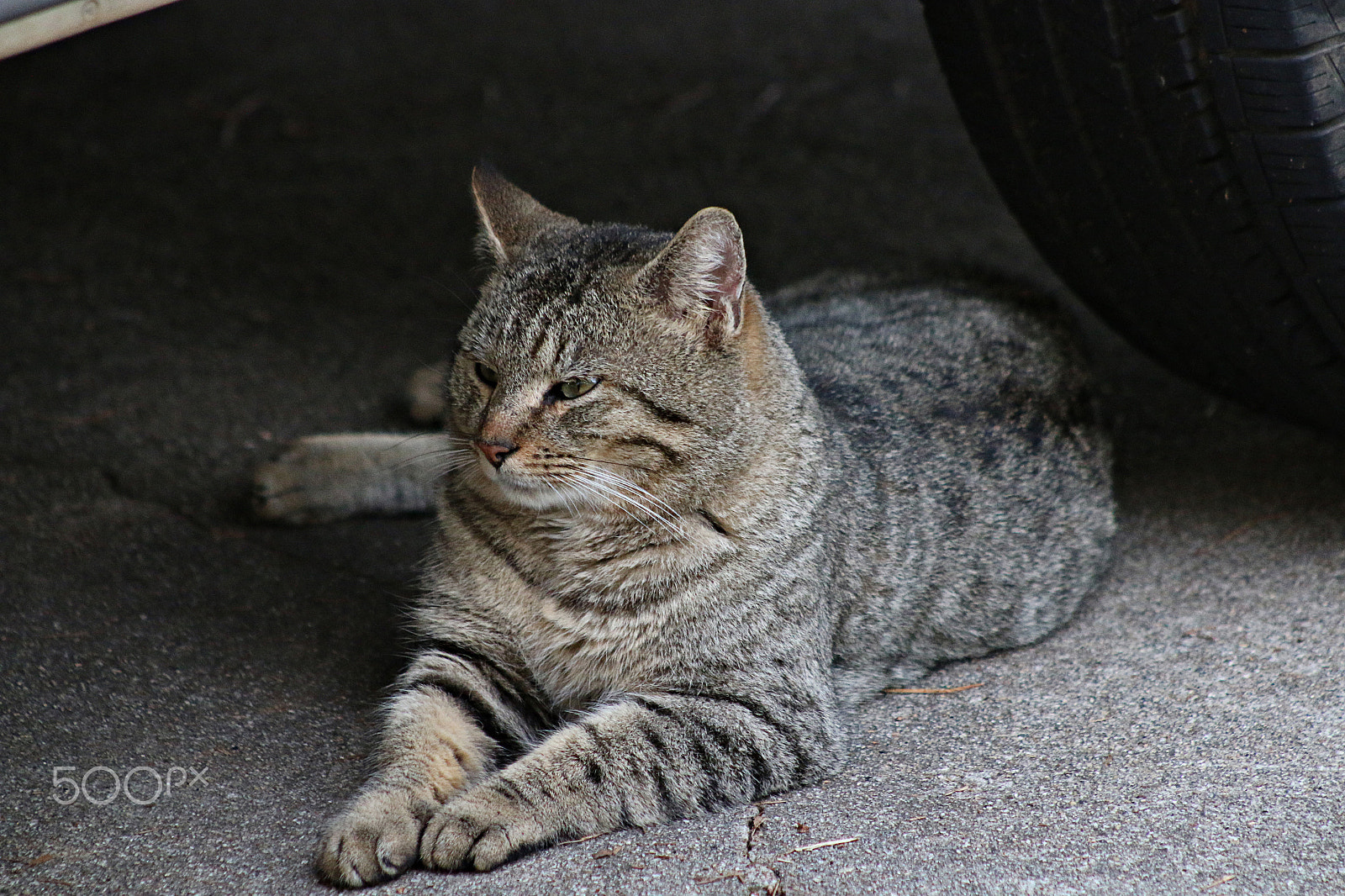 Canon EOS 70D + EF75-300mm f/4-5.6 sample photo. Old tiger photography