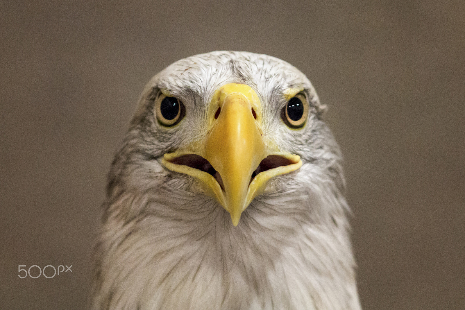 Canon EF 70-200mm F2.8L USM sample photo. "blind eagle eyes" photography
