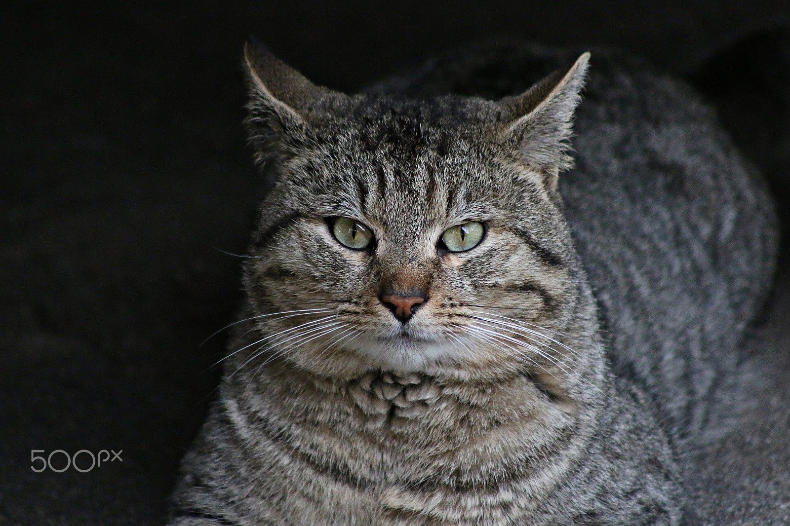Canon EOS 70D + EF75-300mm f/4-5.6 sample photo. Tiger the cat photography