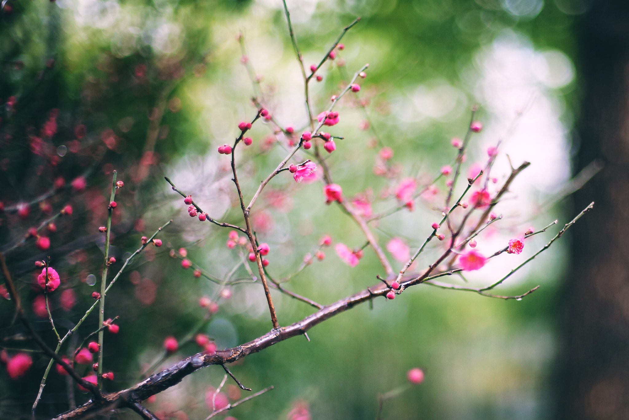 Canon EOS 5D + Canon EF 50mm F1.4 USM sample photo. A paint by spring photography