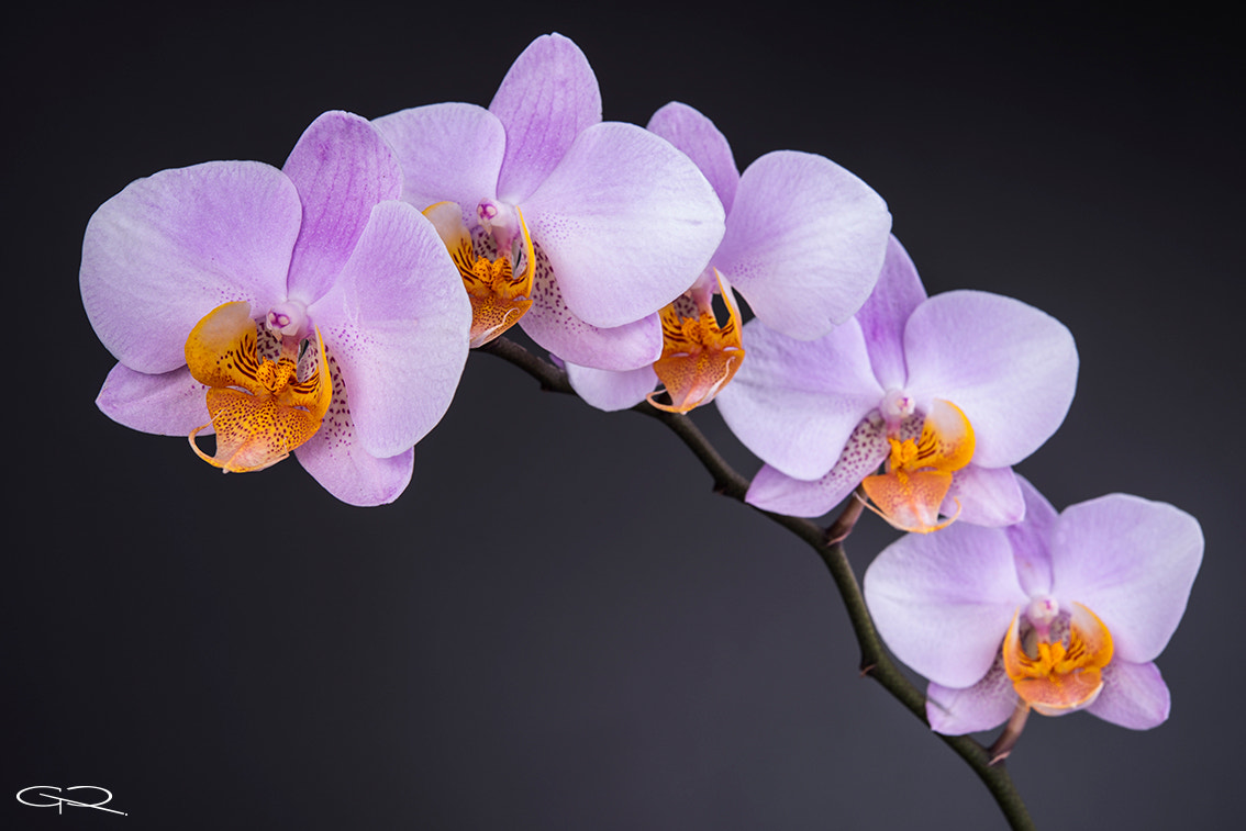 Nikon AF-S Micro-Nikkor 60mm F2.8G ED sample photo. Orquídea photography