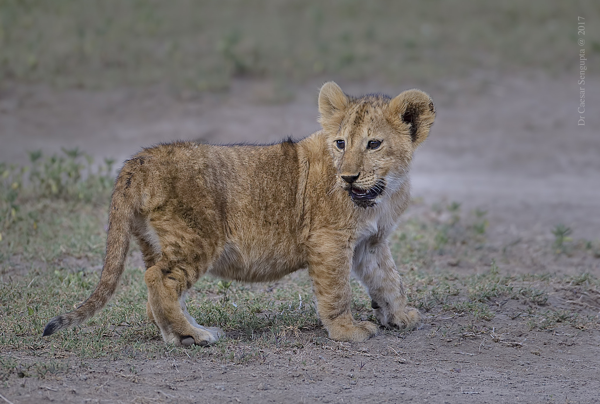 Canon EOS-1D X sample photo. Lion cub photography