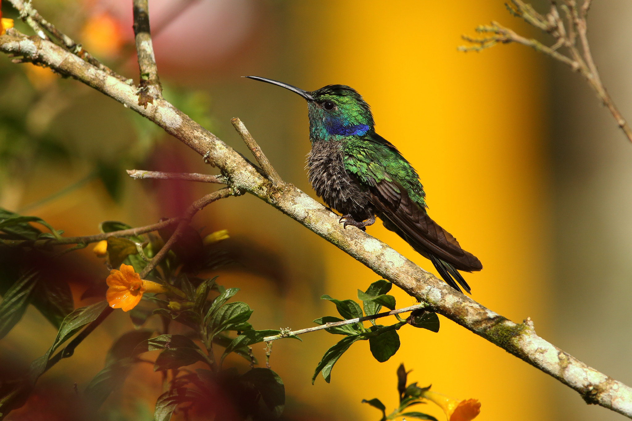 Canon EF 300mm F2.8L IS USM sample photo. Green-violetear- colibri-thalassinus photography