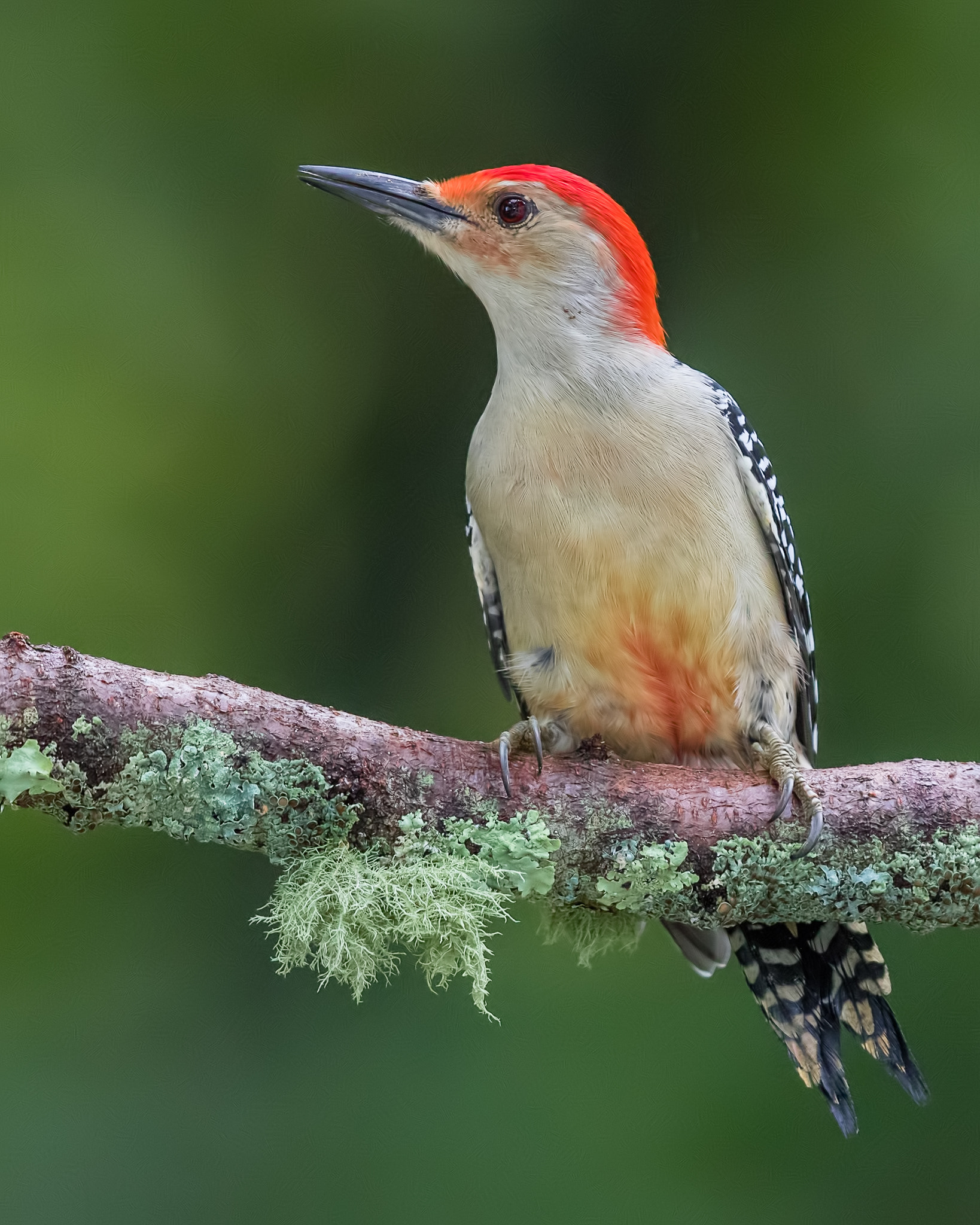 Canon EF 300mm F2.8L IS II USM sample photo. Red bellied woodpeckerl with green background photography