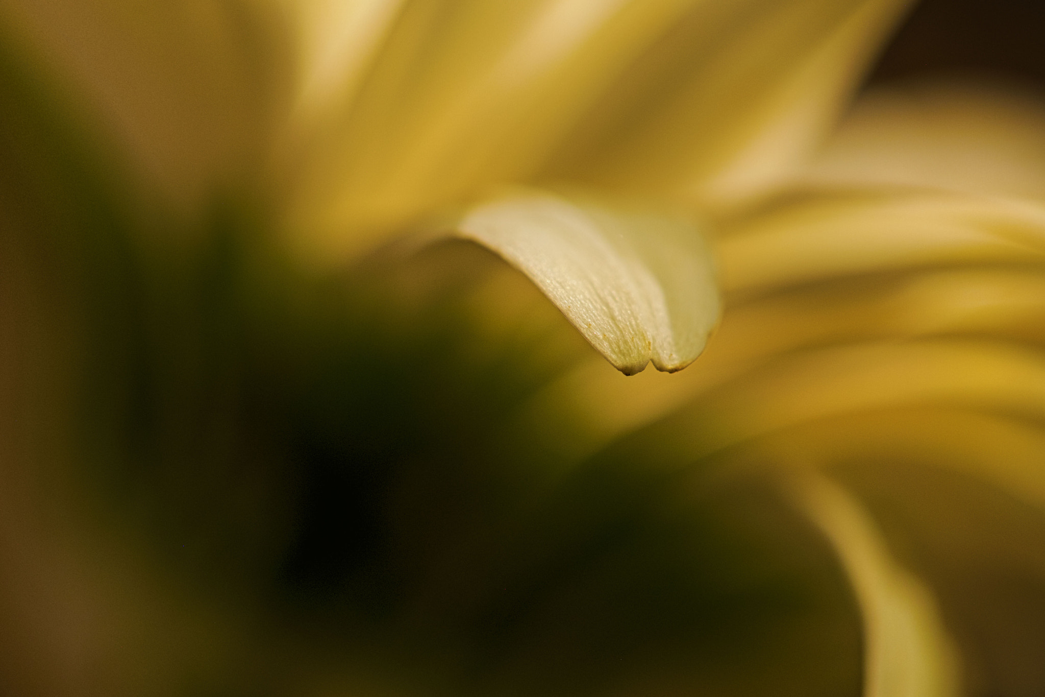 Canon EF 100mm F2.8 Macro USM sample photo. Carbon footprints photography