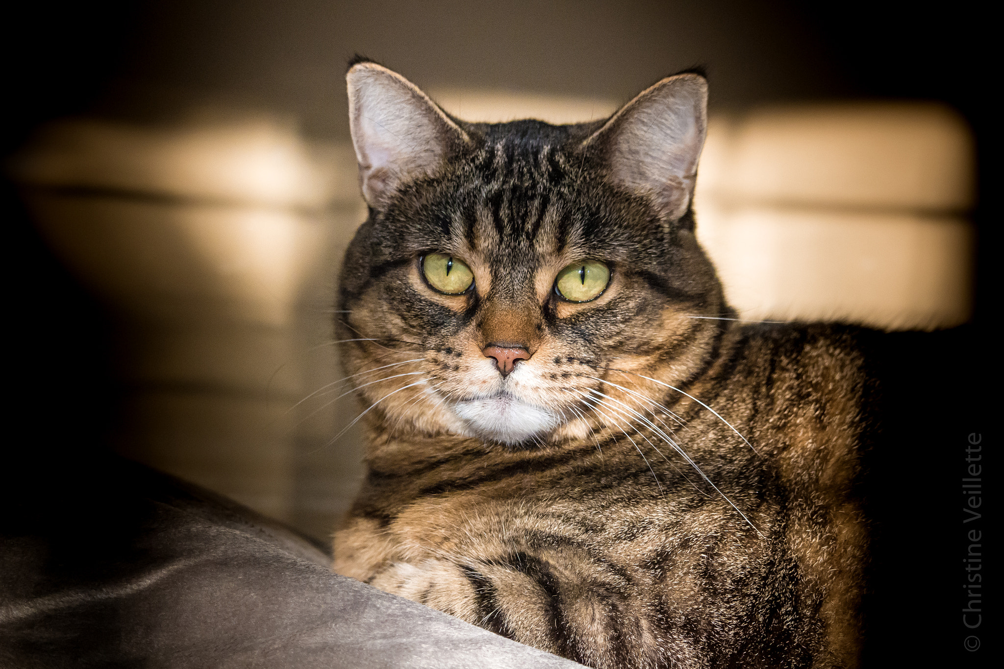 Canon EF-S 55-250mm F4-5.6 IS STM sample photo. Sunshine kitty photography