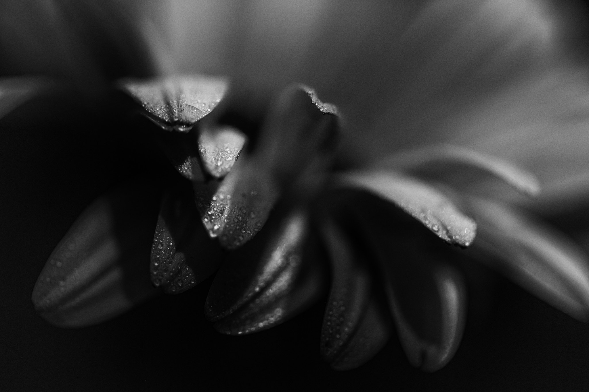 Canon EF 100mm F2.8 Macro USM sample photo. Bonga drums photography