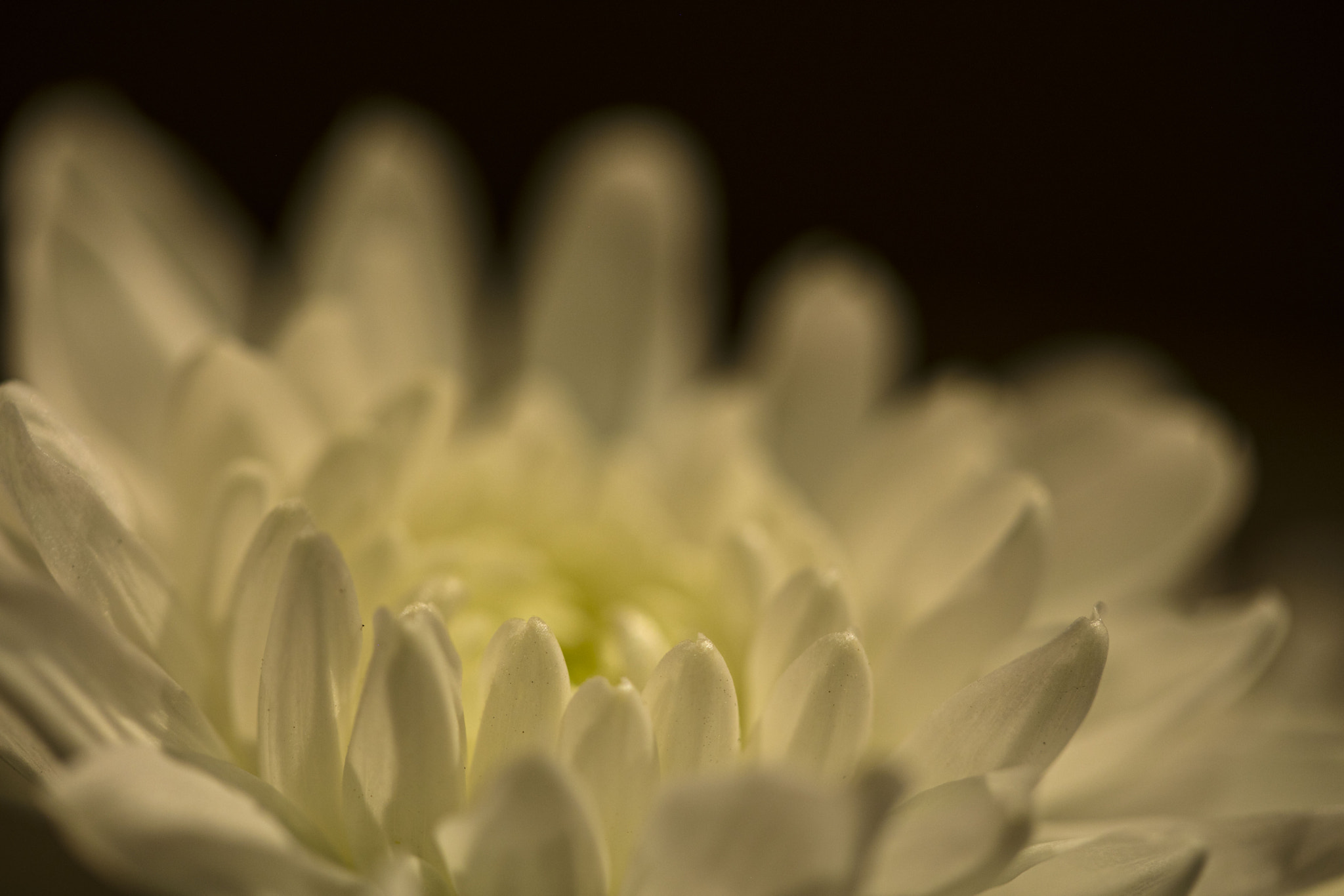 Canon EF 100mm F2.8 Macro USM sample photo. Sundown photography