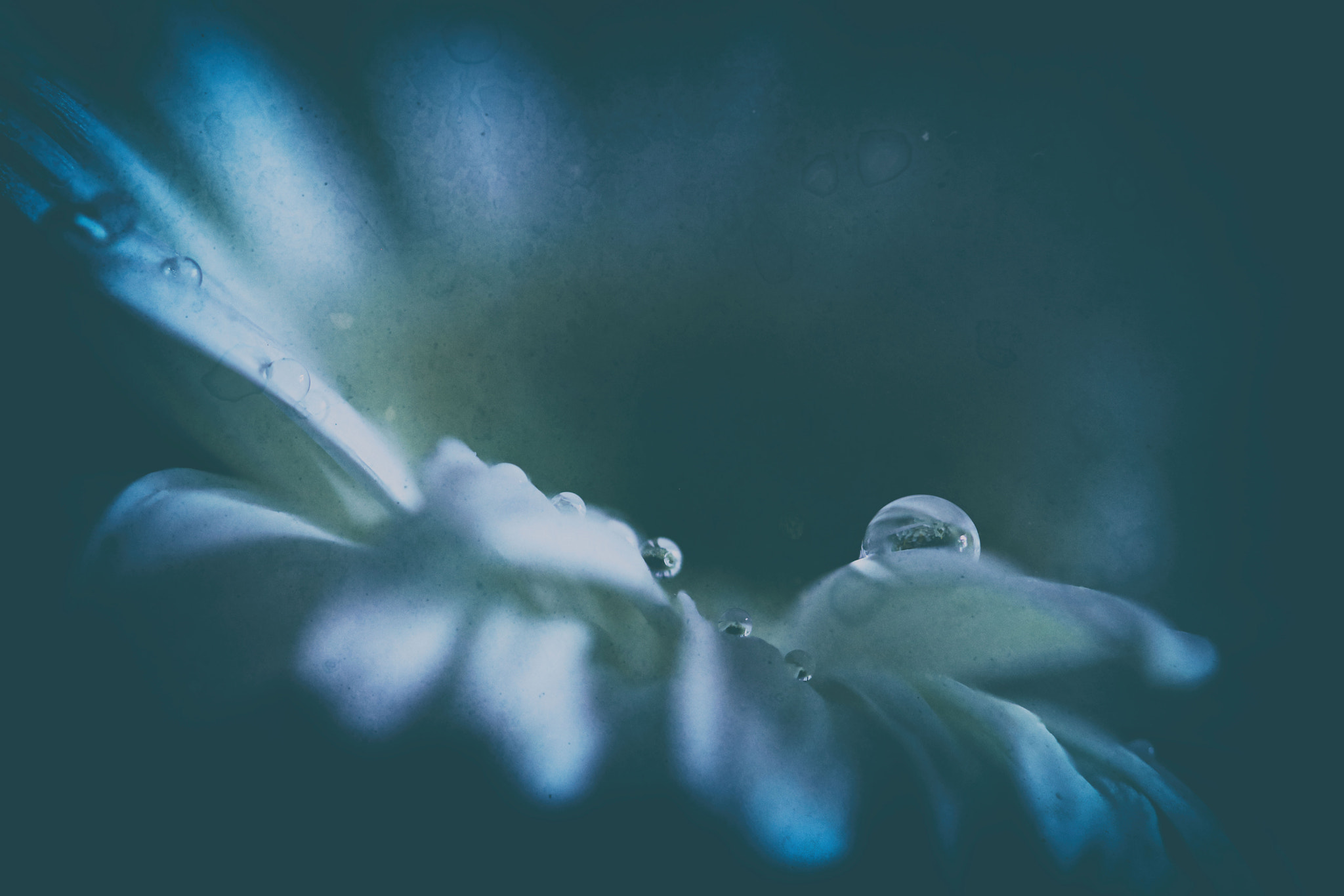 Canon EF 100mm F2.8 Macro USM sample photo. Pensieve photography