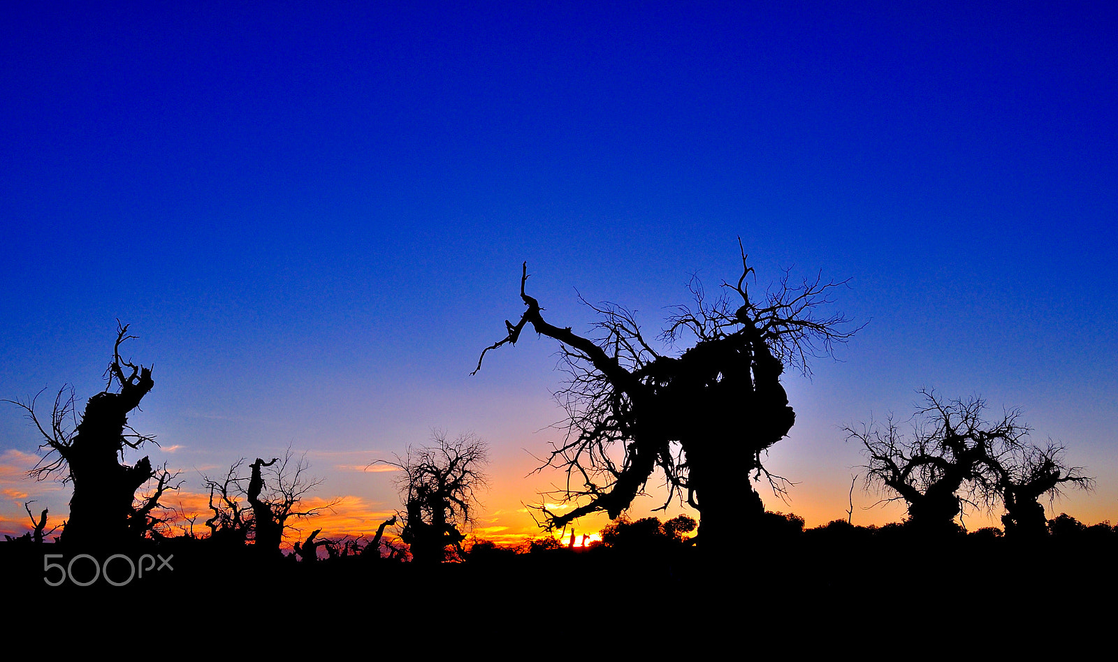 Nikon AF Nikkor 18-35mm F3.5-4.5D IF ED sample photo. The desert of poplar in the sunset photography