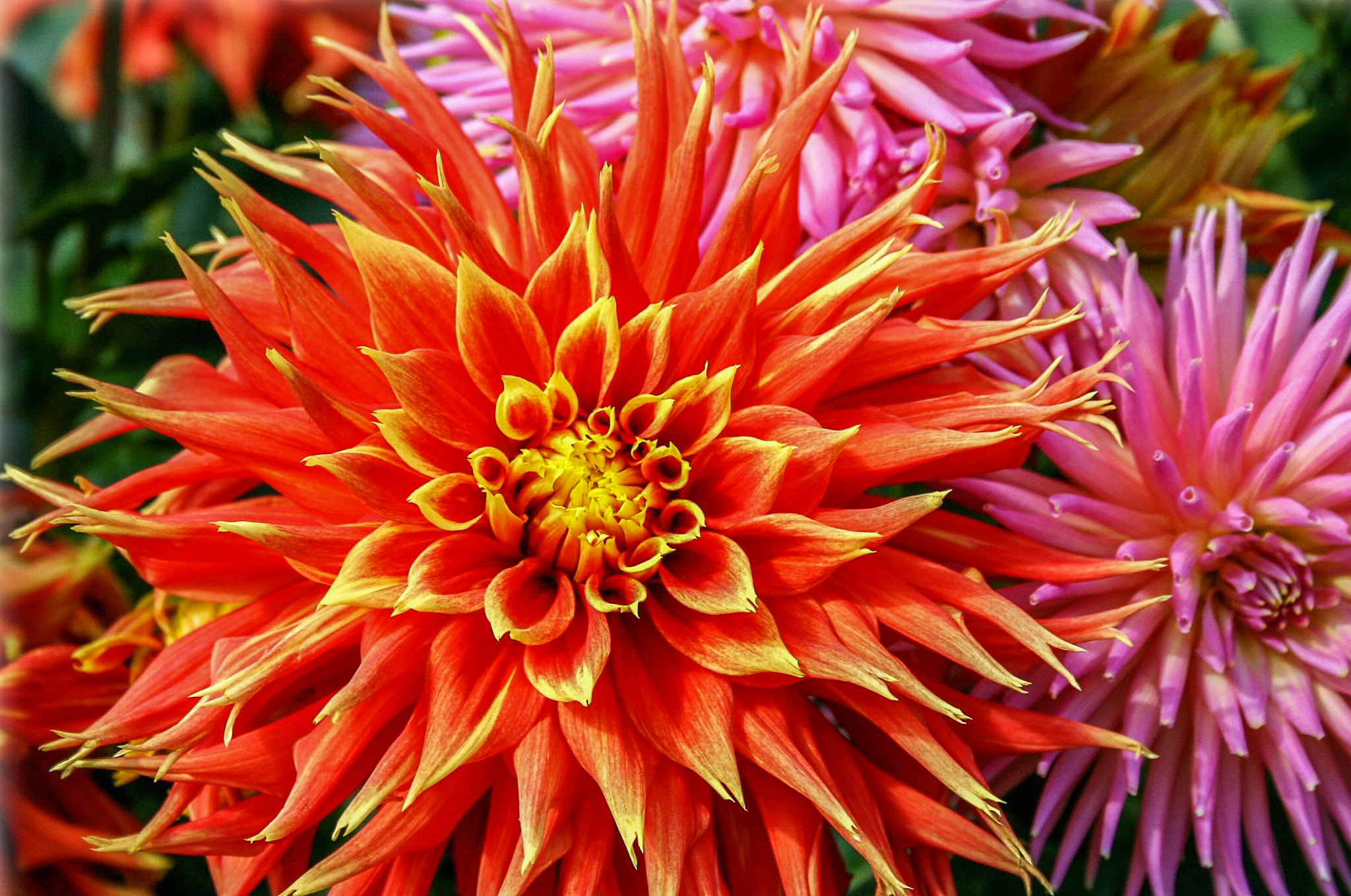 Canon EF 28-70mm f/3.5-4.5 sample photo. Riot of color photography
