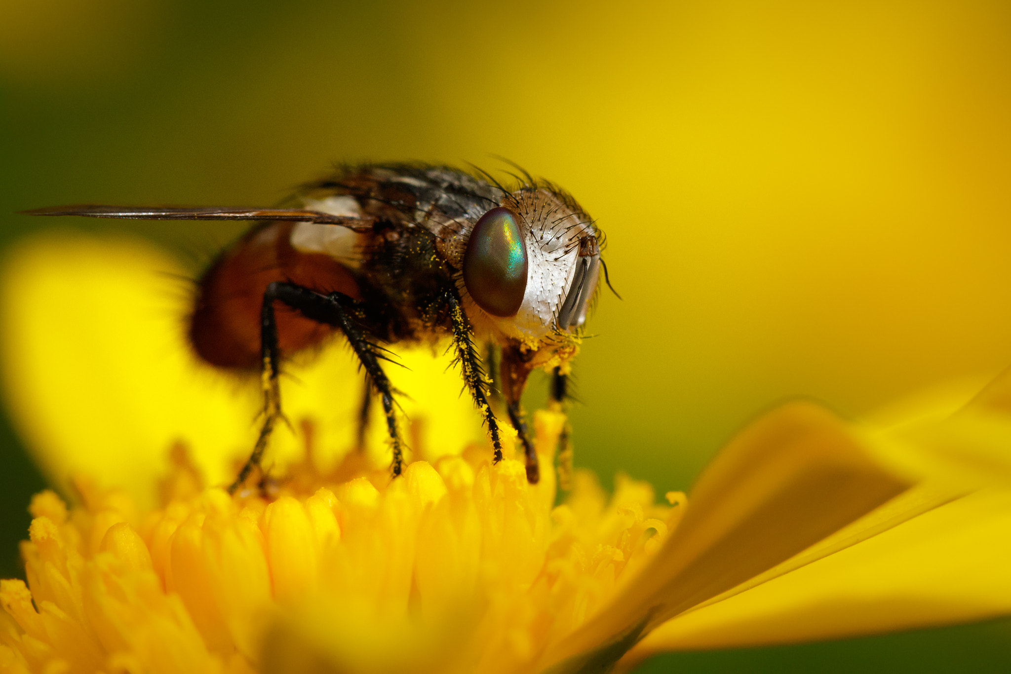 Canon EF 100mm F2.8 Macro USM sample photo. Almost creepy photography