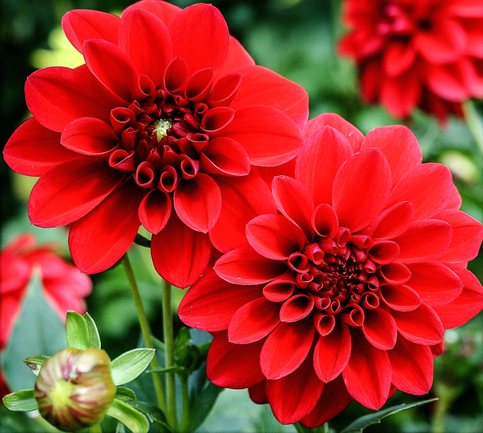 Canon EF 28-70mm f/3.5-4.5 sample photo. Red photography