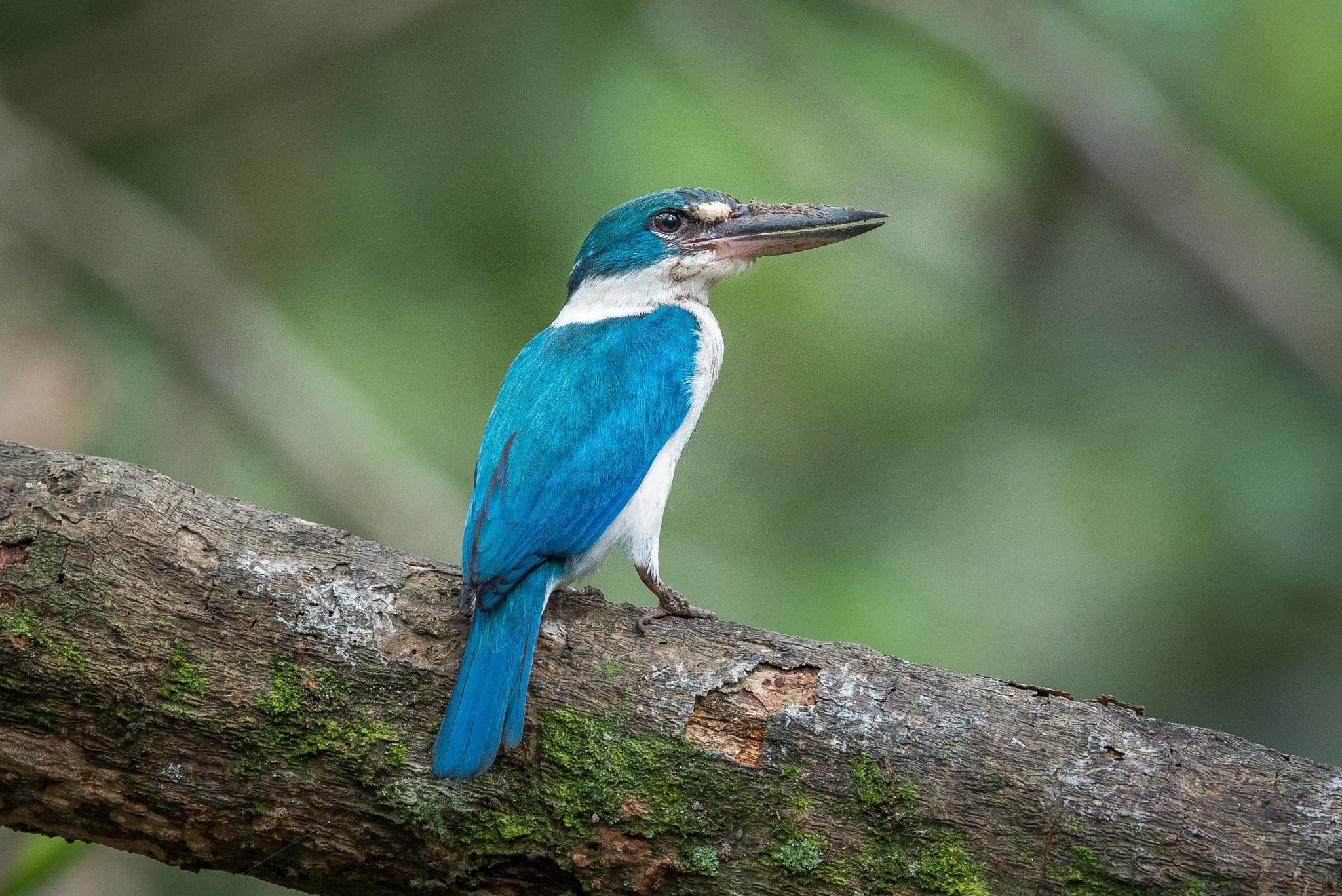 Nikon AF-S Nikkor 600mm F4E FL ED VR sample photo. Collared kingfisher photography