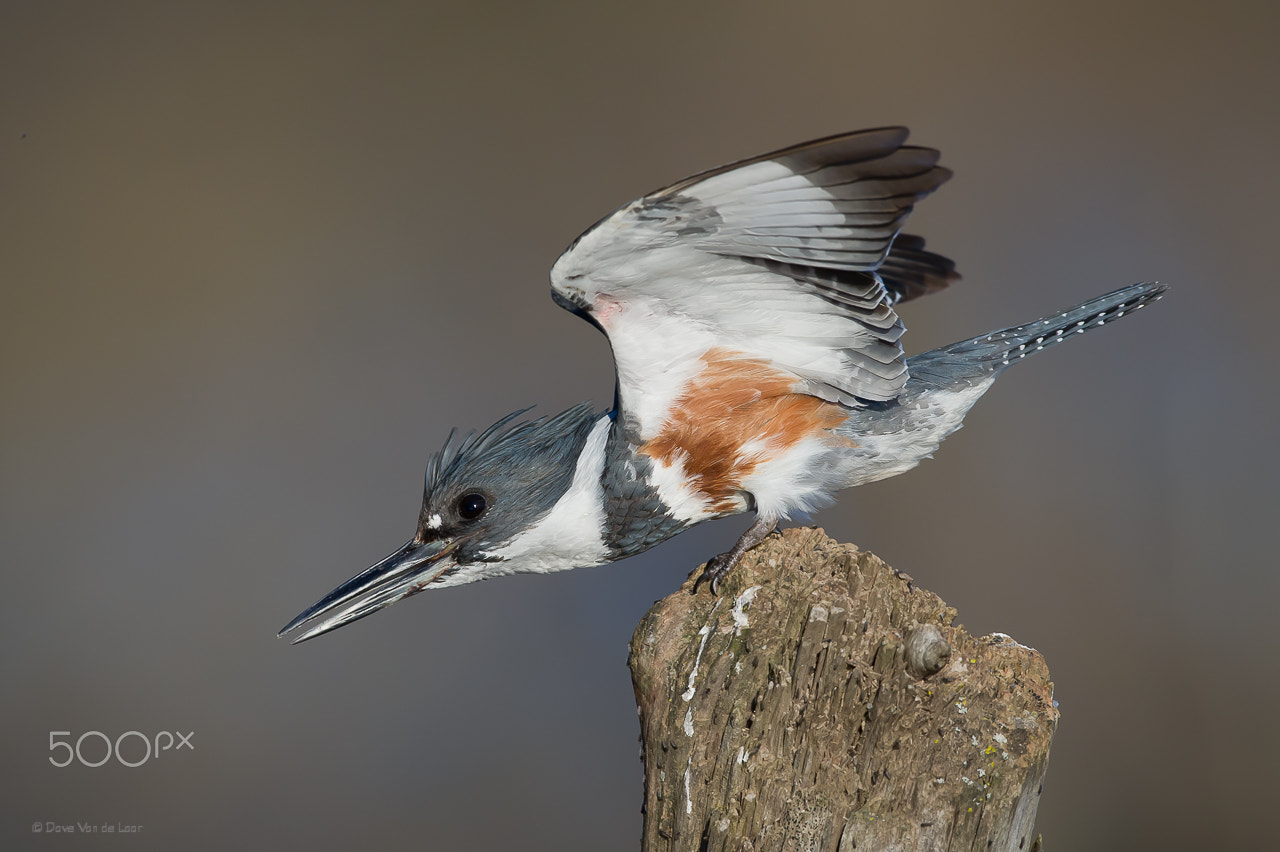 Nikon D3S + Nikon AF-S Nikkor 600mm F4G ED VR sample photo. Belted kingfisher photography