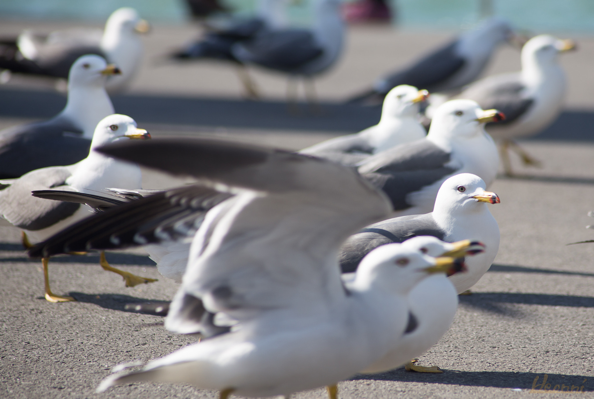 Canon EF 70-210mm f/3.5-4.5 USM sample photo. Birds photography