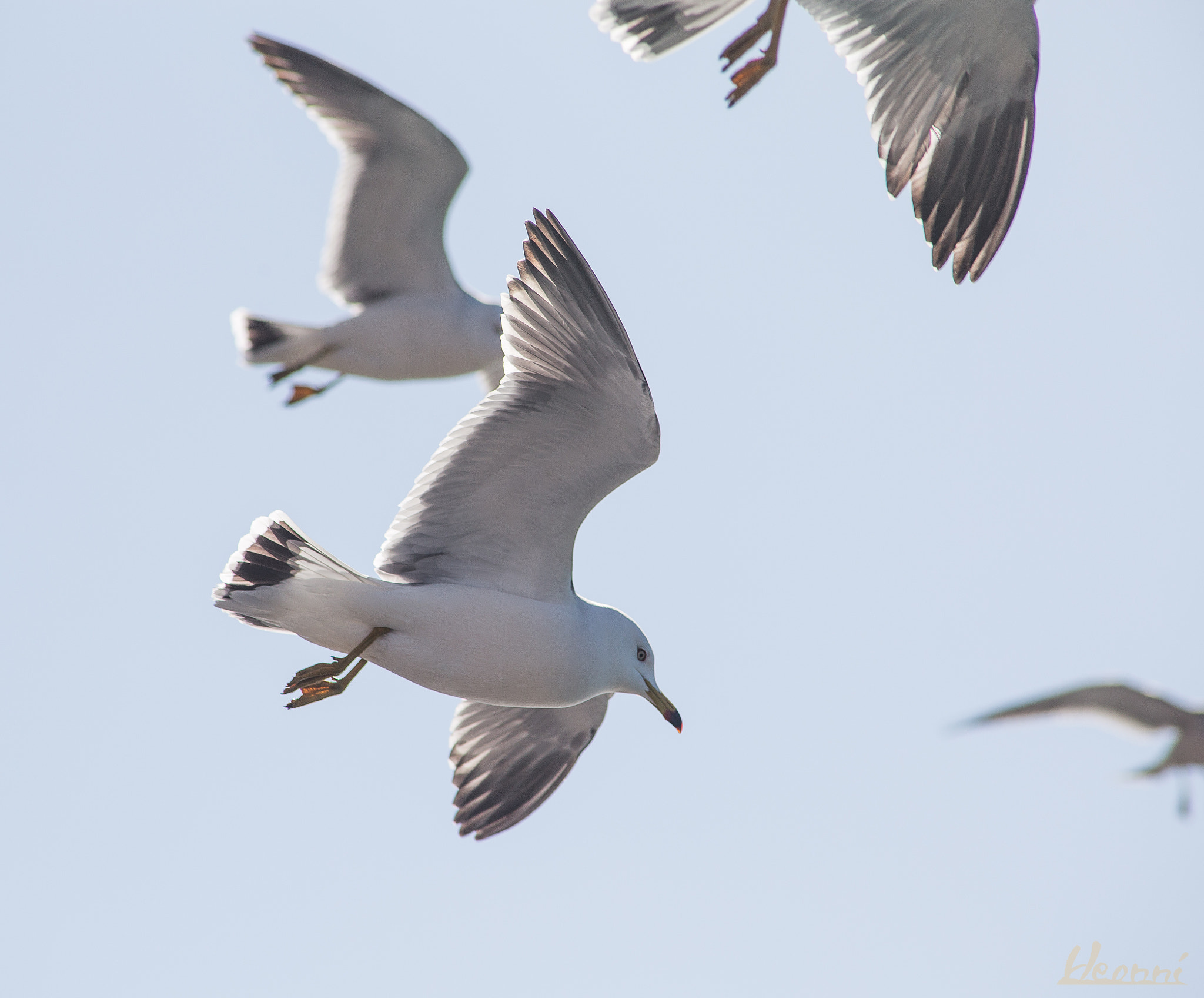 Canon EF 70-210mm f/3.5-4.5 USM sample photo. Birds photography