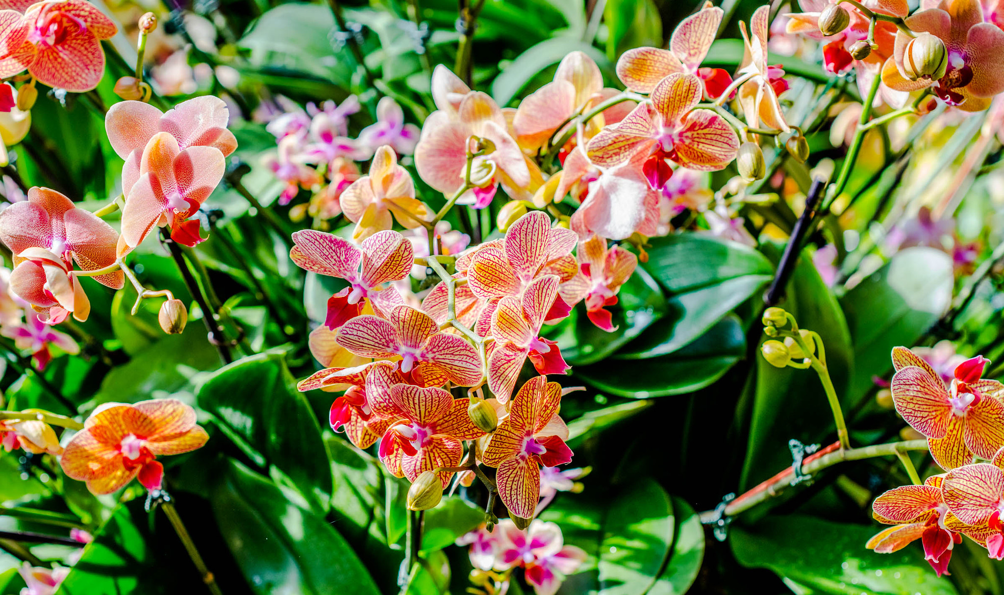 Sony a7R II + Canon EF 100mm F2.8 Macro USM sample photo. The orchid show photography