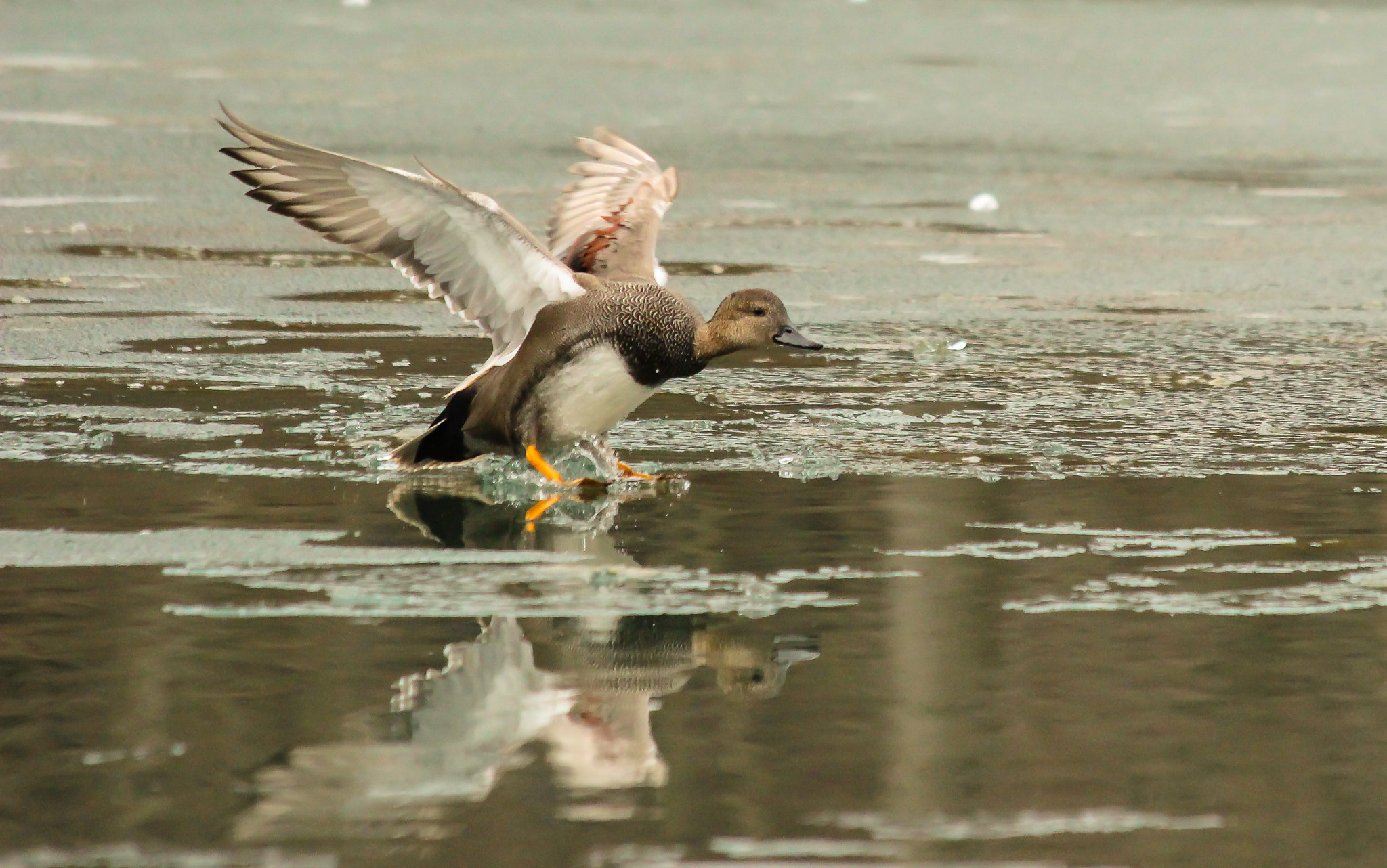 Canon EF 70-300mm F4-5.6 IS USM sample photo. In for landing photography