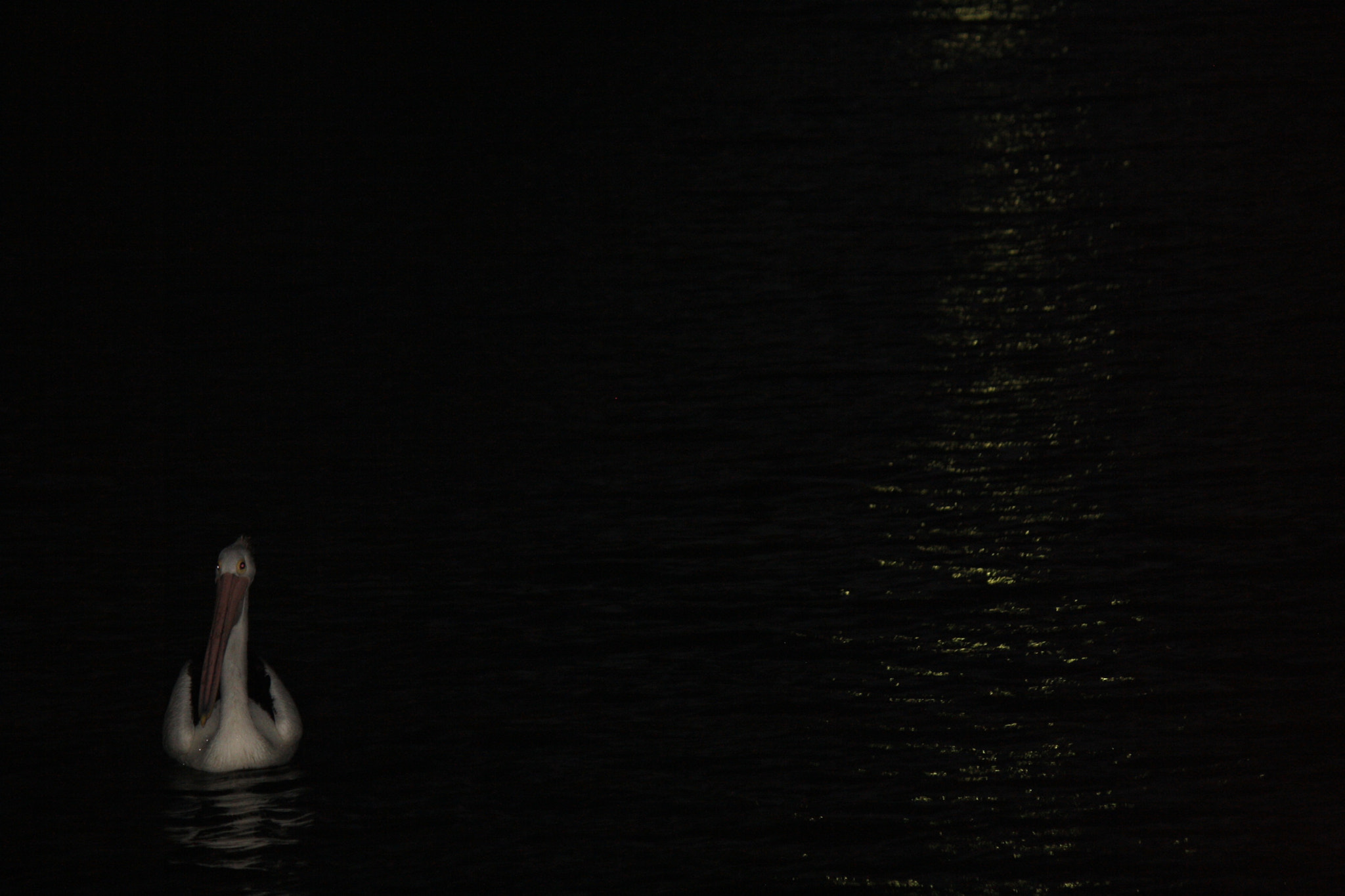 Canon EF-S 55-250mm F4-5.6 IS sample photo. Pelican photography