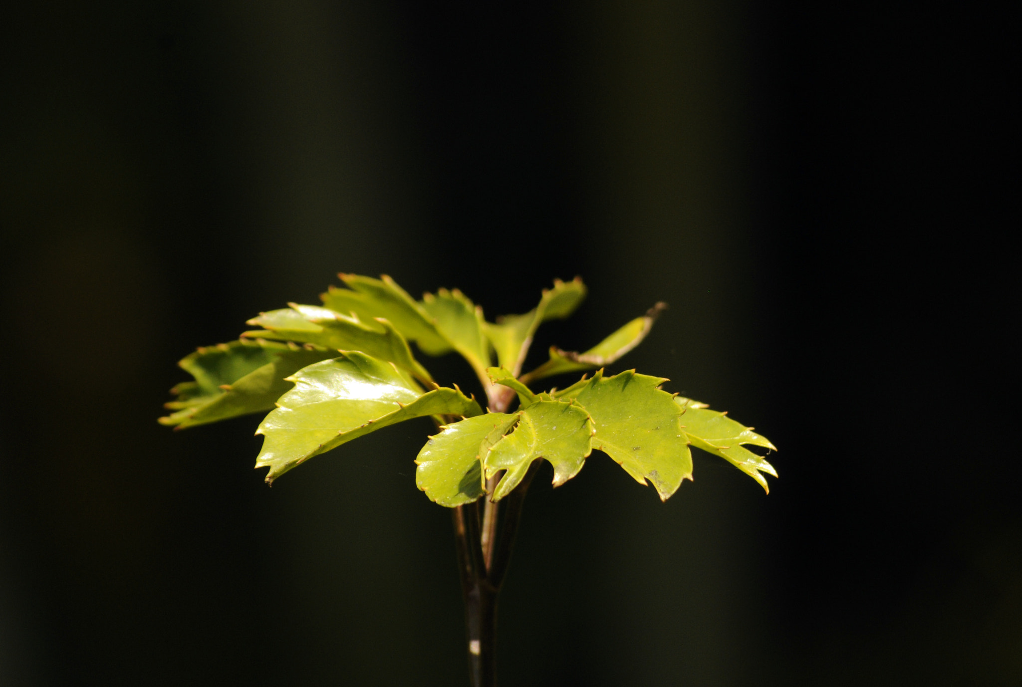 Nikon D300 sample photo. Leaf like flower photography