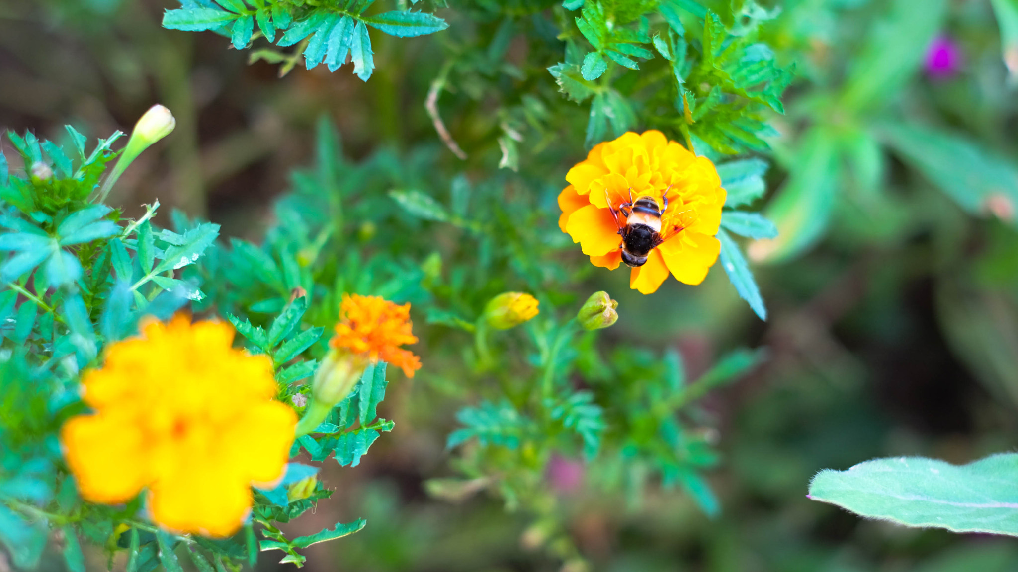 Fujifilm X-M1 + Fujifilm XF 35mm F1.4 R sample photo. Bees and two flowers photography