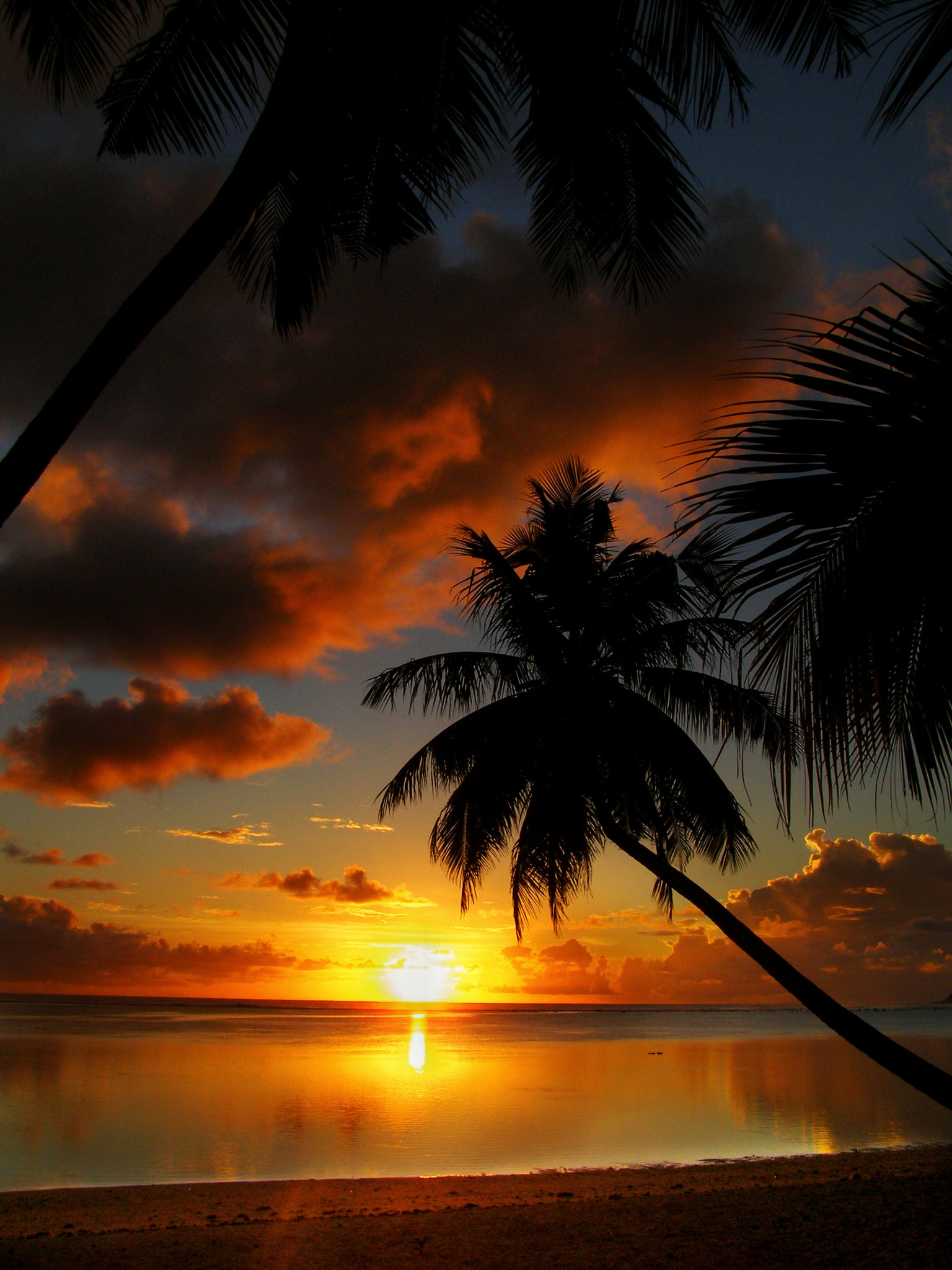 Olympus SP500UZ sample photo. The leaning palm tree photography
