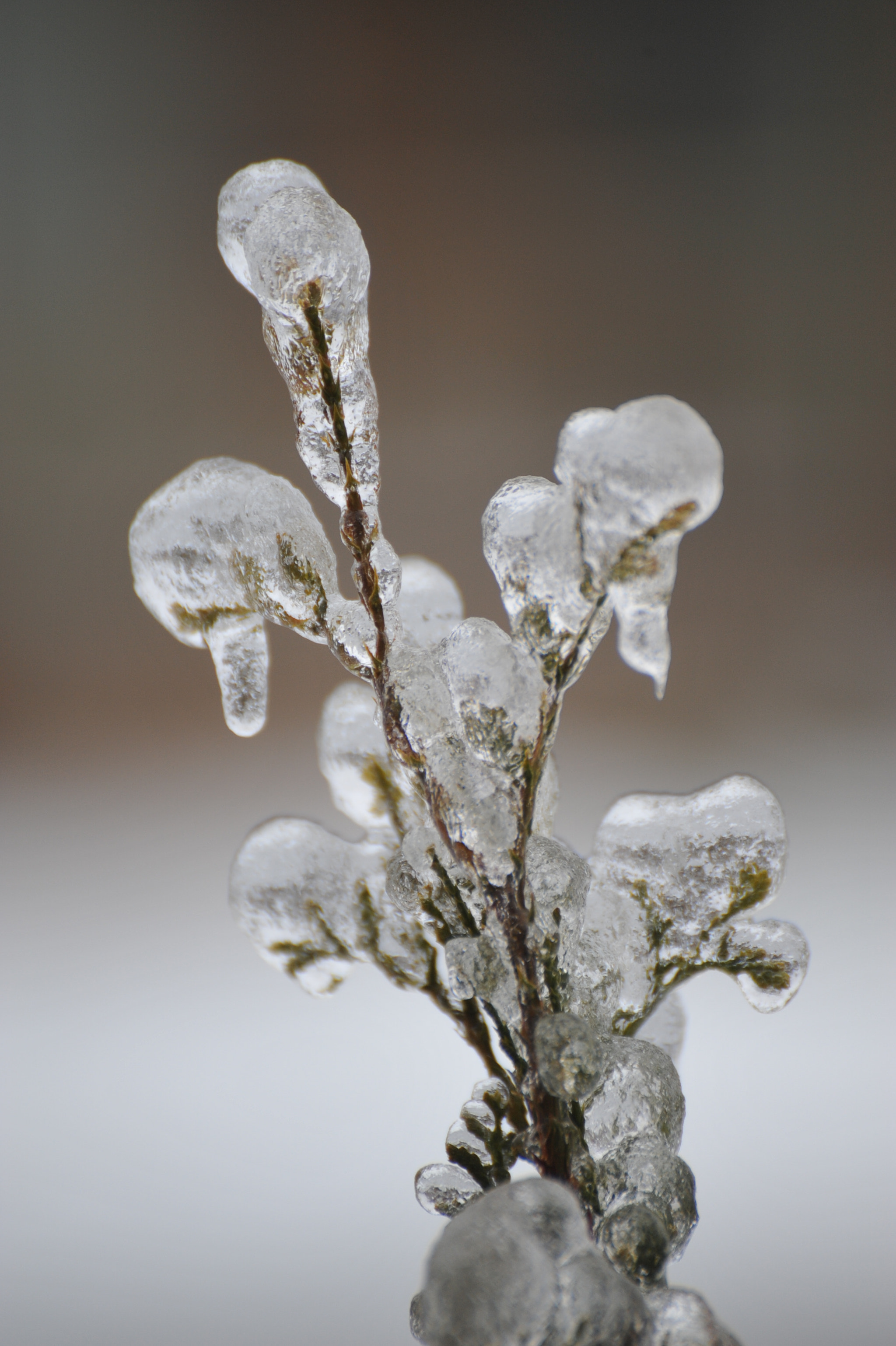 Nikon D700 sample photo. Ice storm photography