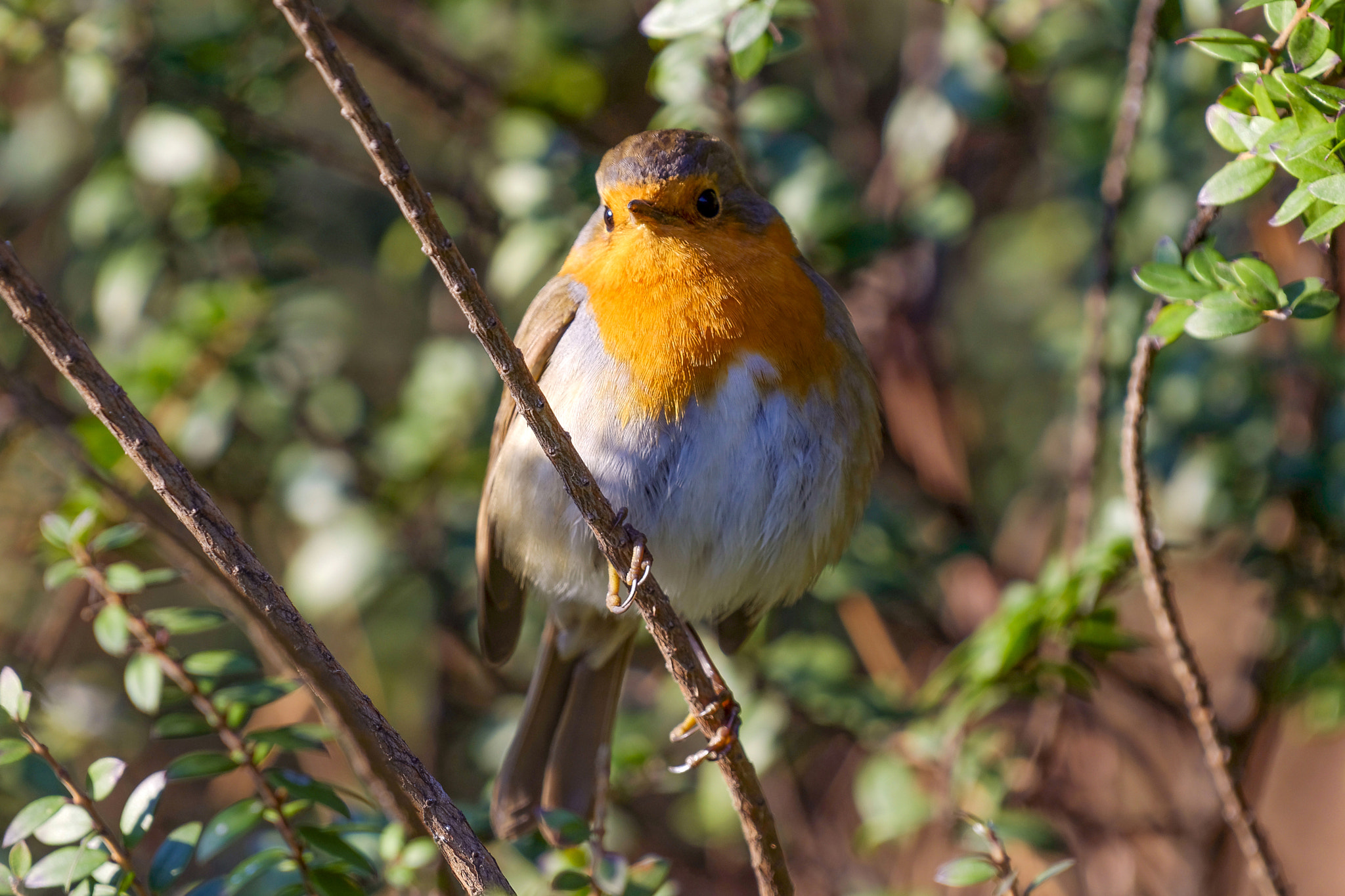 Nikon AF-S Nikkor 200-500mm F5.6E ED VR sample photo. European robin photography