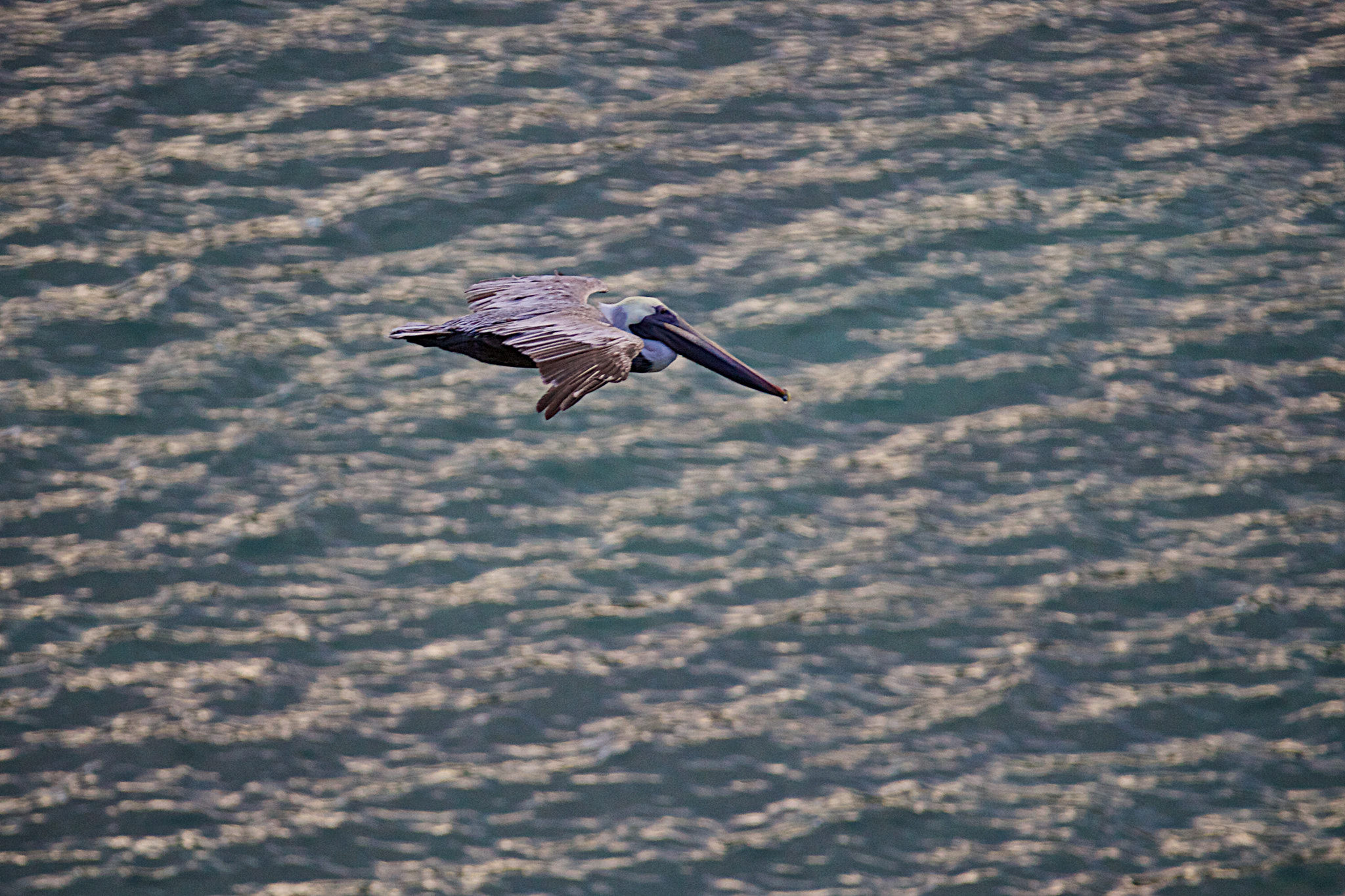 Canon EF 70-200mm F2.8L IS II USM sample photo. St thomas pelican photography