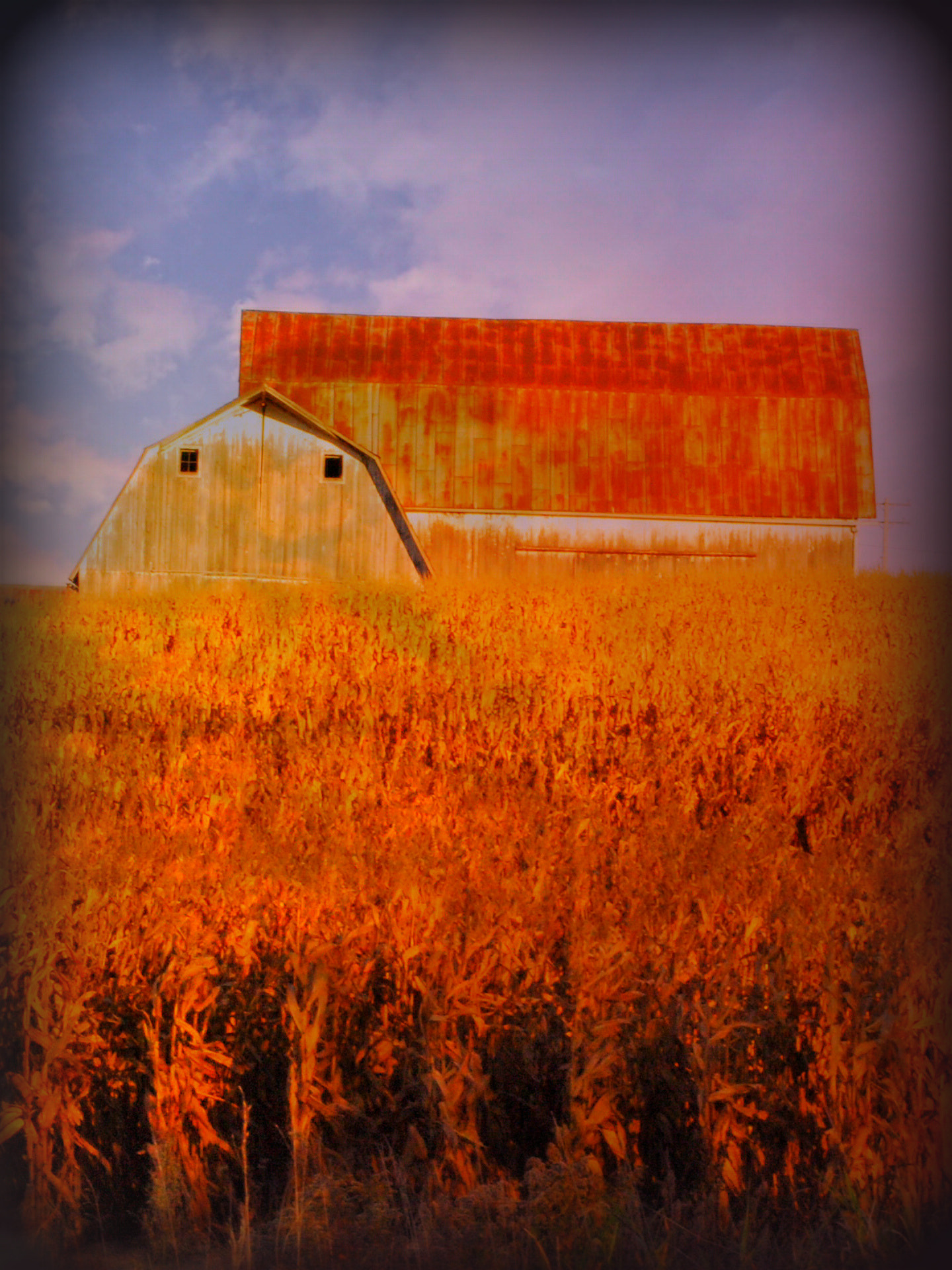 Nikon D80 sample photo. Barn and wheat different view. photography