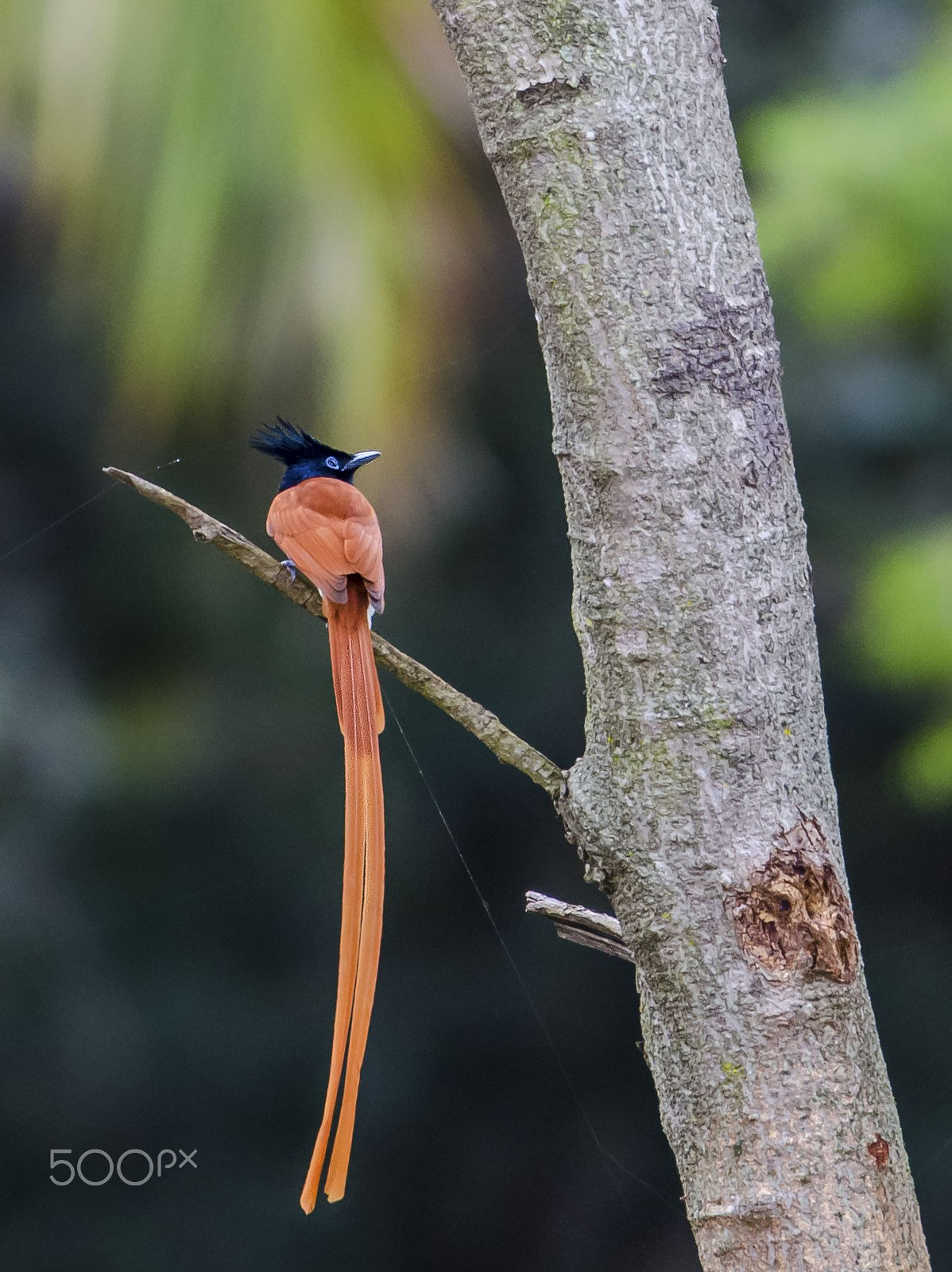 Nikon AF-S Nikkor 200-500mm F5.6E ED VR sample photo. Paradise flycatcher photography
