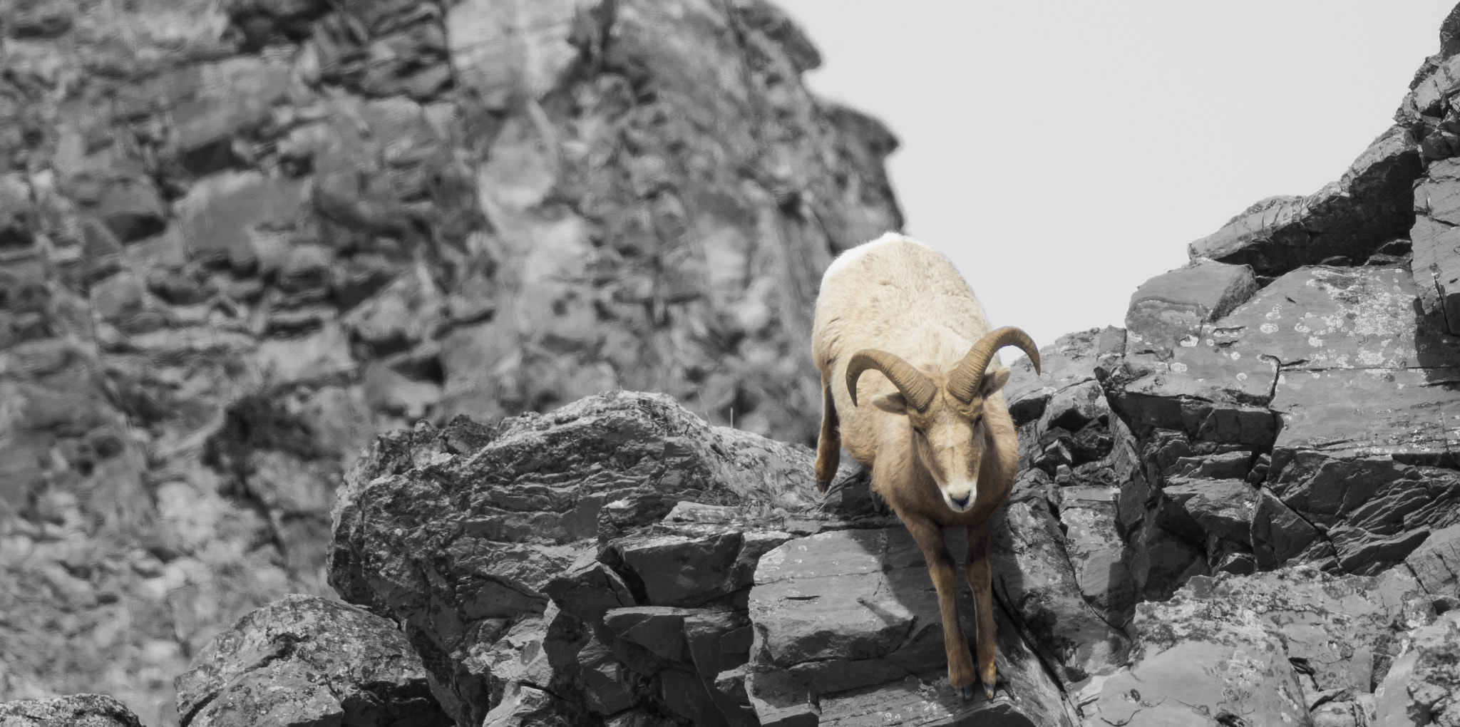 Canon EF 600mm F4L IS II USM sample photo. Big horn sheep photography