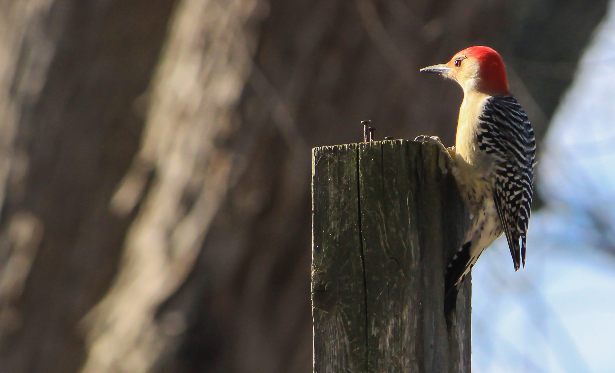 Canon EF-S 55-250mm F4-5.6 IS sample photo. Morning warming photography