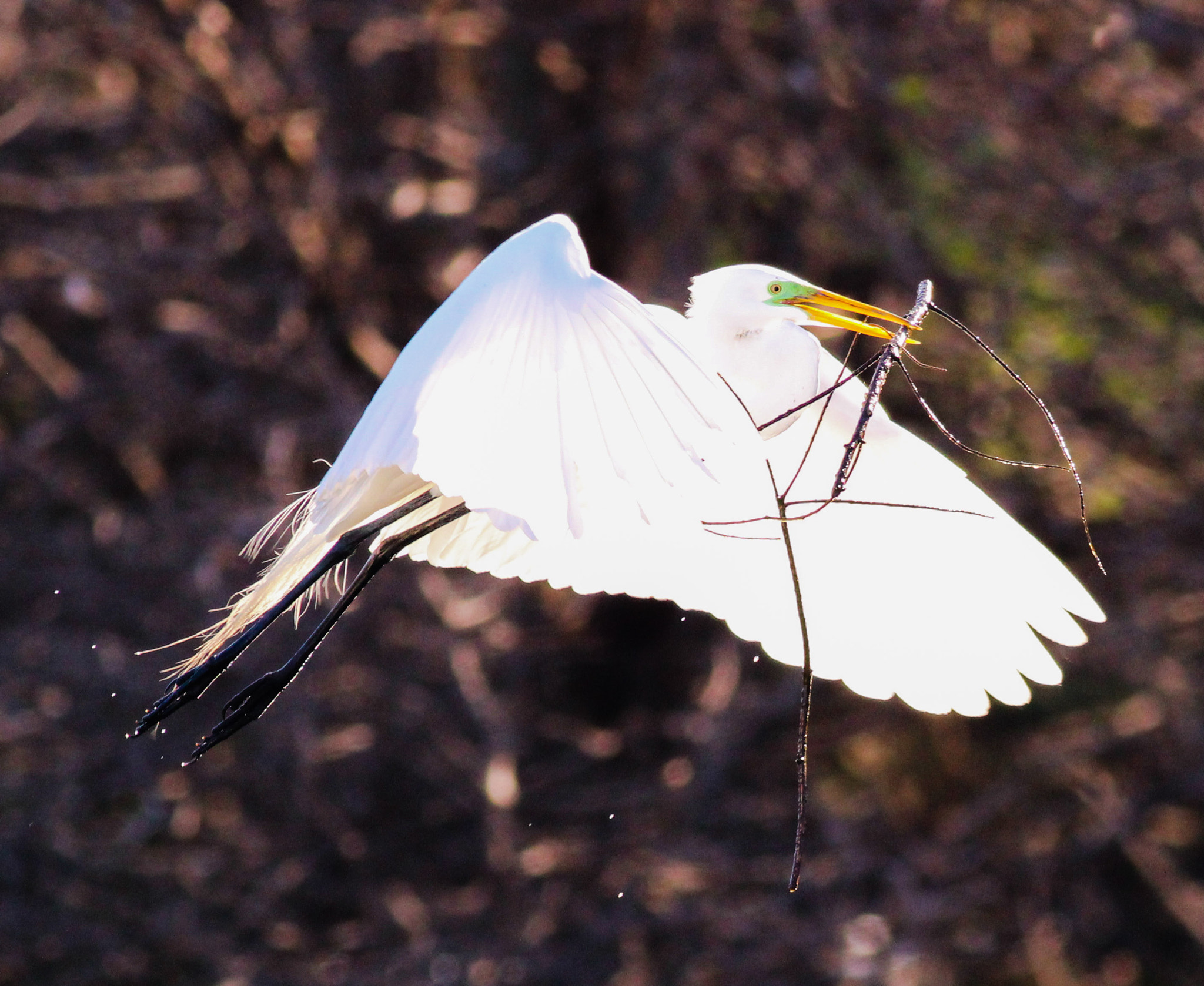 Canon EOS 600D (Rebel EOS T3i / EOS Kiss X5) + Canon EF 400mm F5.6L USM sample photo. Great egret photography