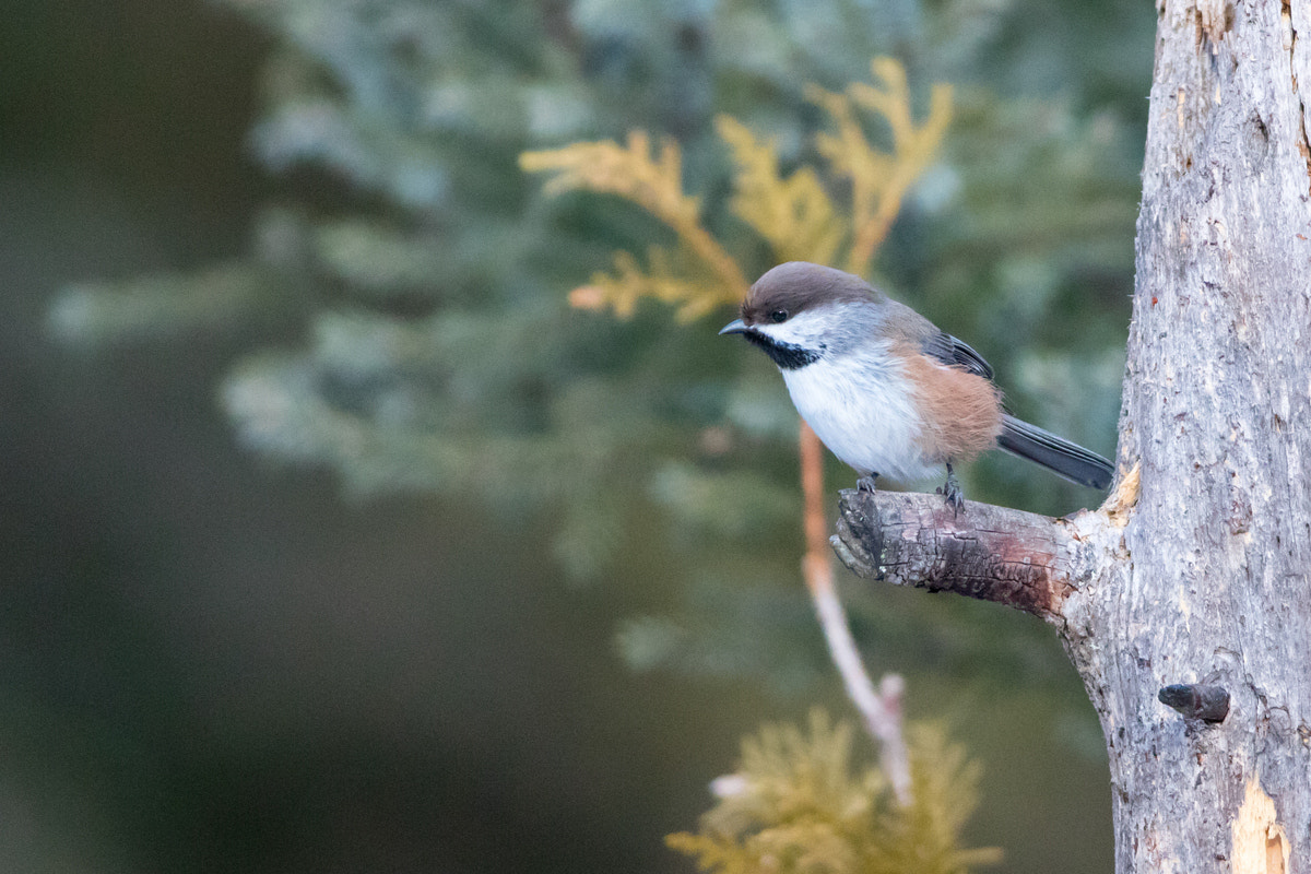 Canon EOS 5DS R + Canon EF 200-400mm F4L IS USM Extender 1.4x sample photo. Boreal chickadee photography