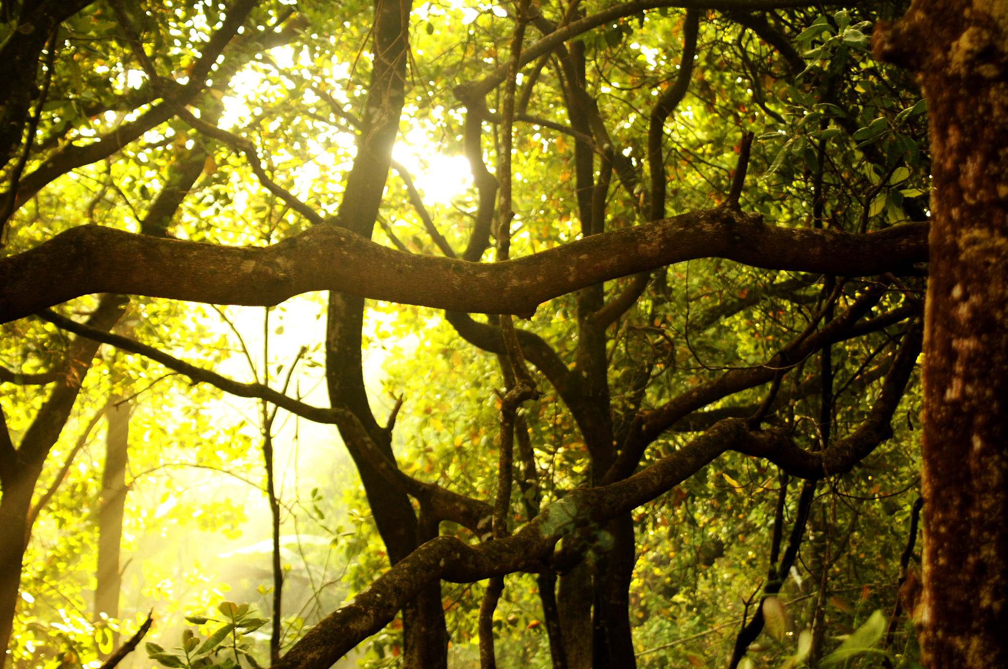 Nikon D300 sample photo. Net of branches photography