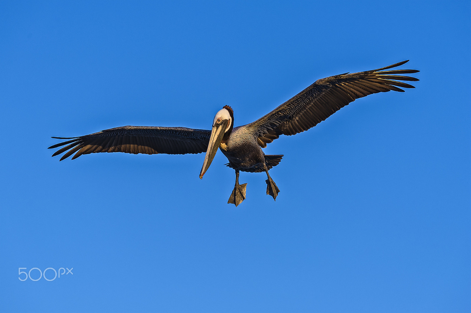 Nikon D3S sample photo. Charlie the pelican in flight - february 23, 2017 photography