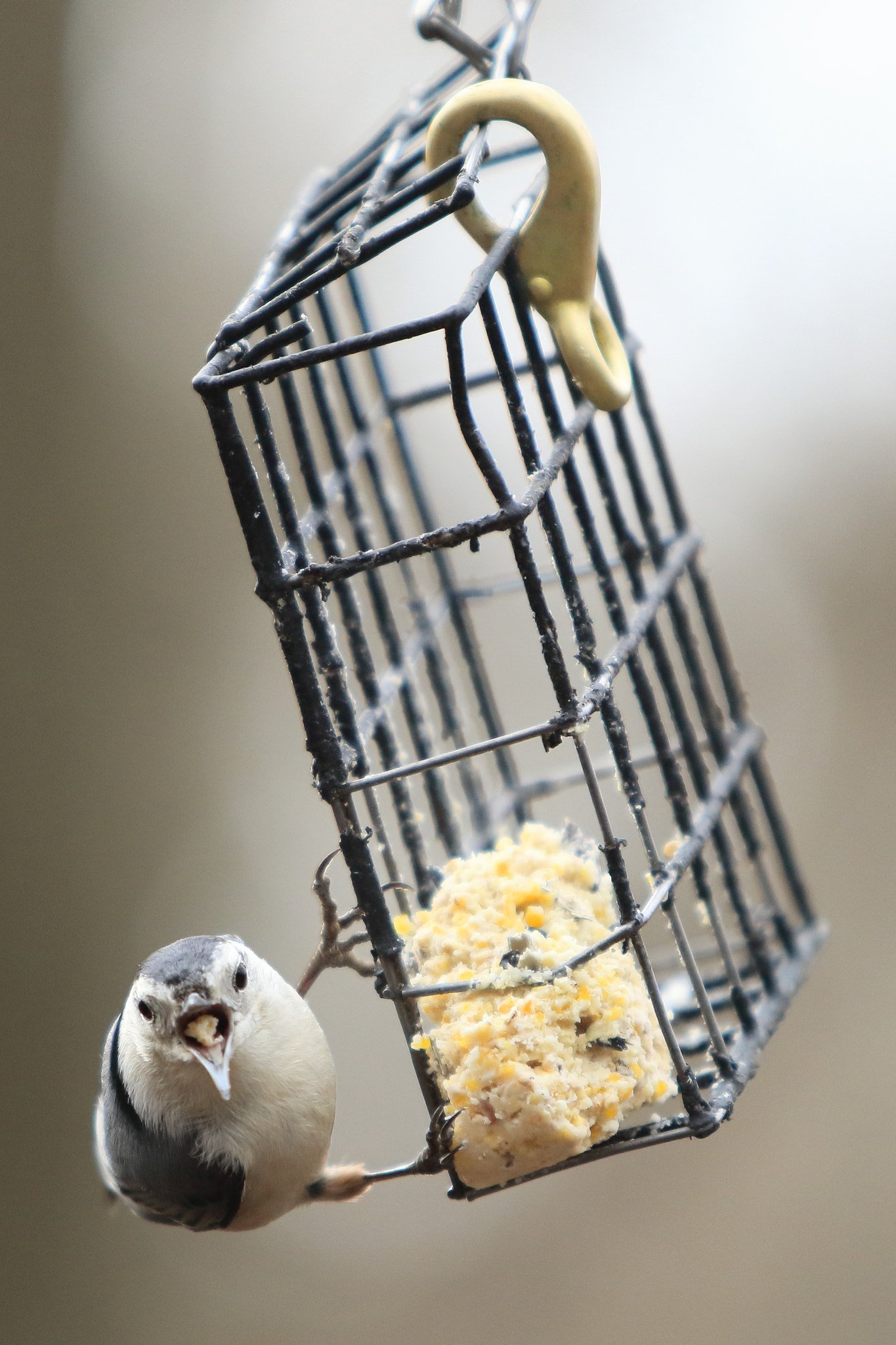 Canon EF 70-200mm F2.8L USM sample photo. Do i have something in my teeth? photography