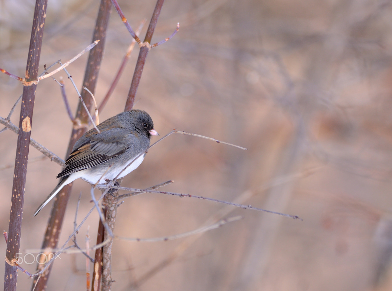 Sigma 150-600mm F5-6.3 DG OS HSM | C sample photo. Junco ardoisé photography