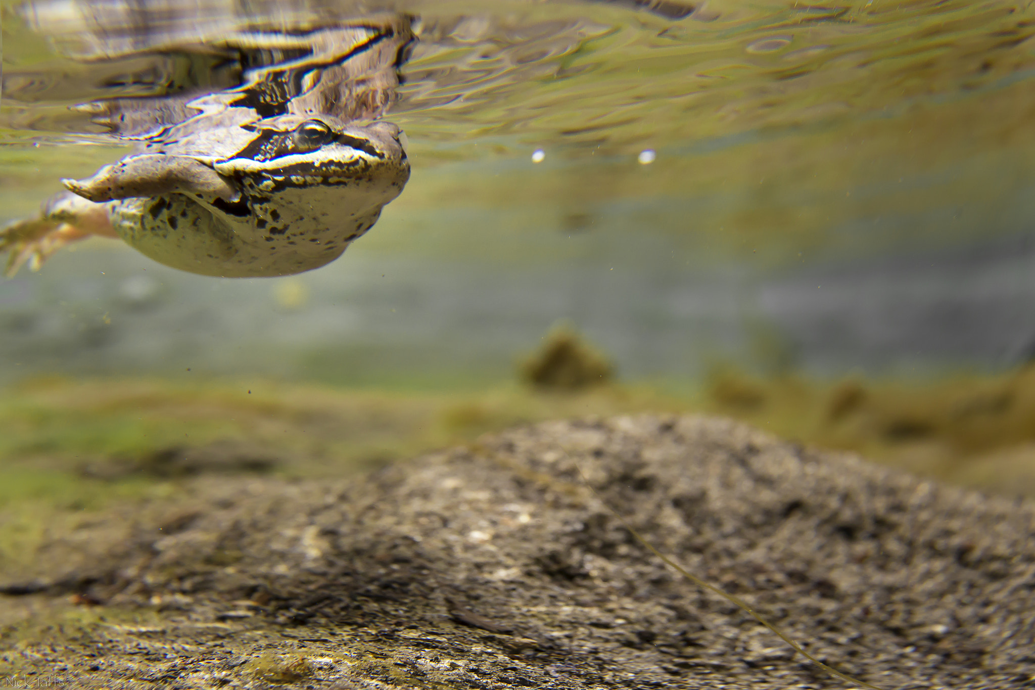 Canon EF 16-35mm F2.8L USM sample photo. Just keep swimming photography