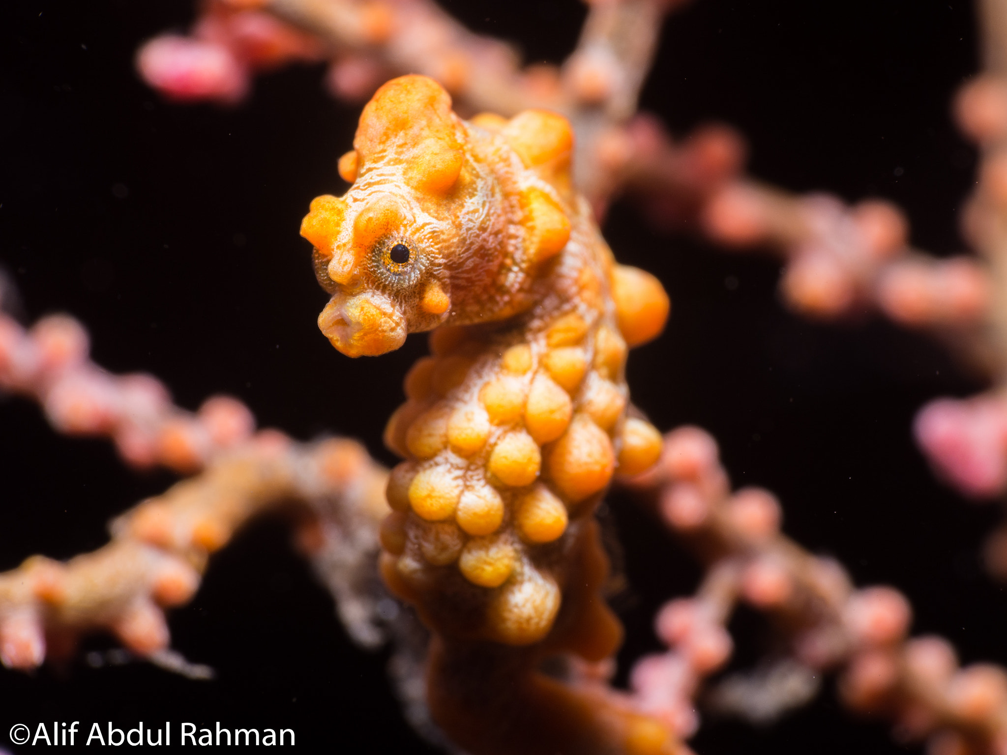 Olympus M.Zuiko Digital ED 60mm F2.8 Macro sample photo. Pygmy seahorse photography