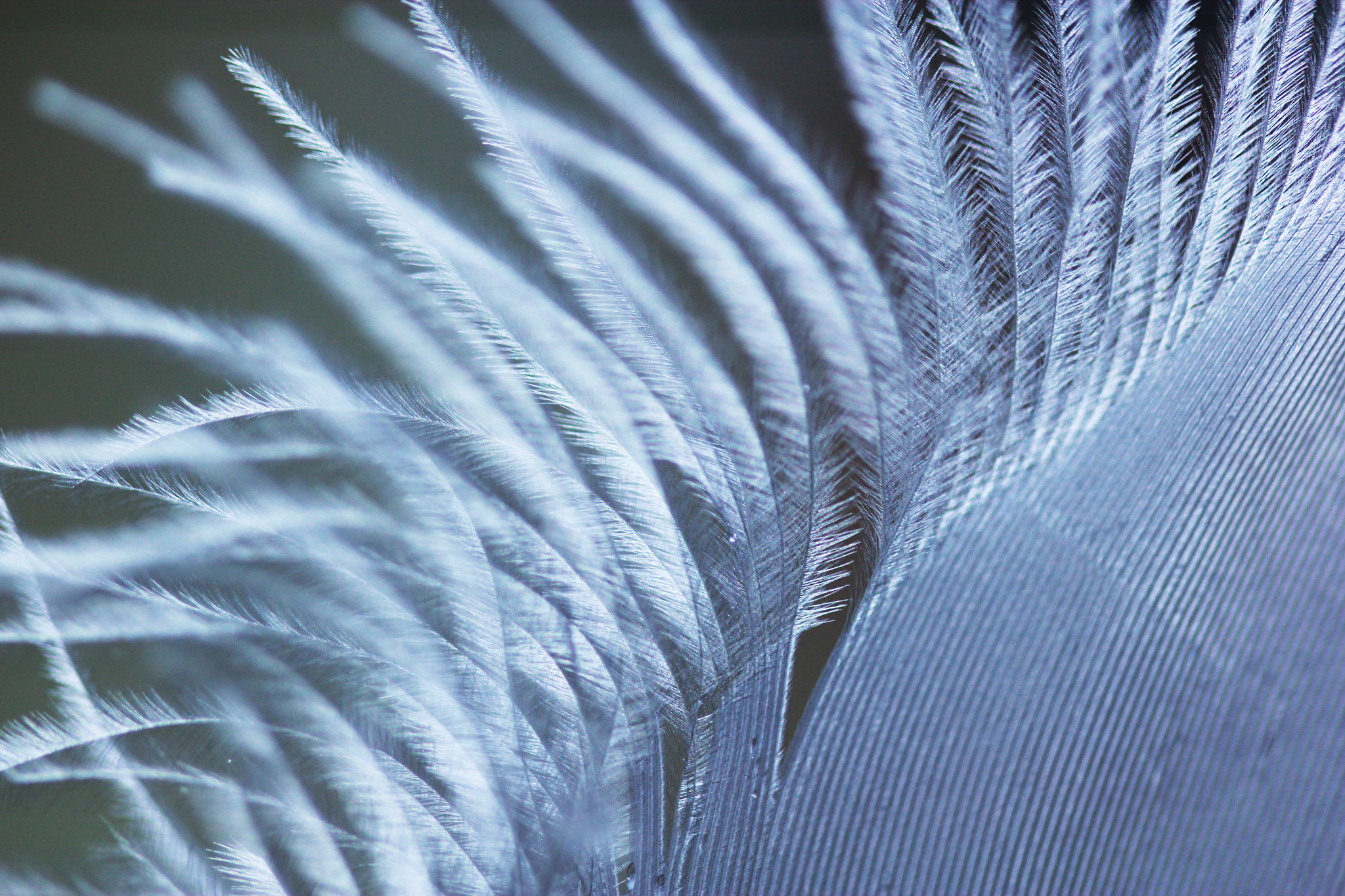 Canon EF 100mm F2.8 Macro USM sample photo. White feather photography