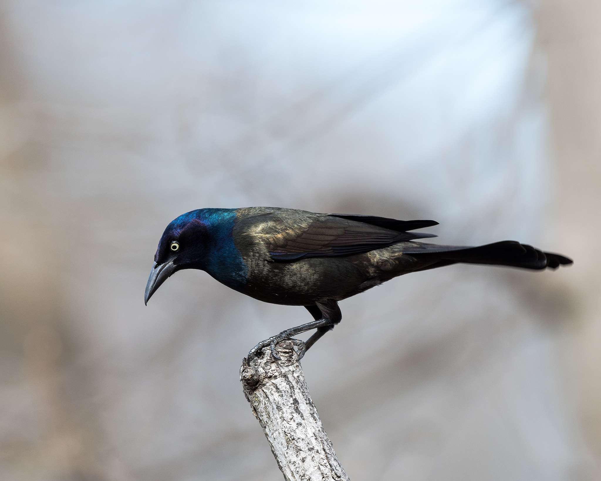 Nikon AF-S Nikkor 500mm F4D ED-IF II sample photo. Its good to be king photography
