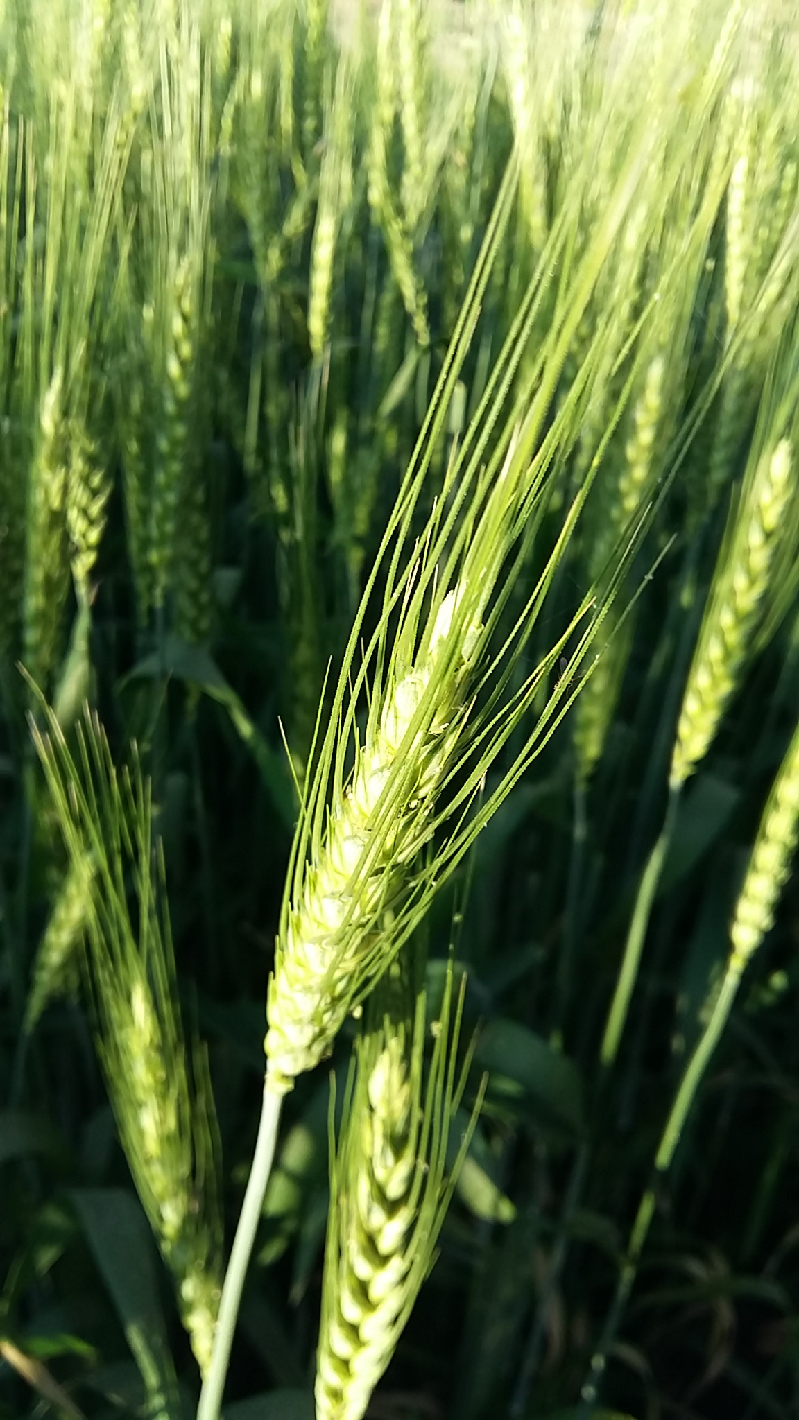 Samsung Galaxy A7 sample photo