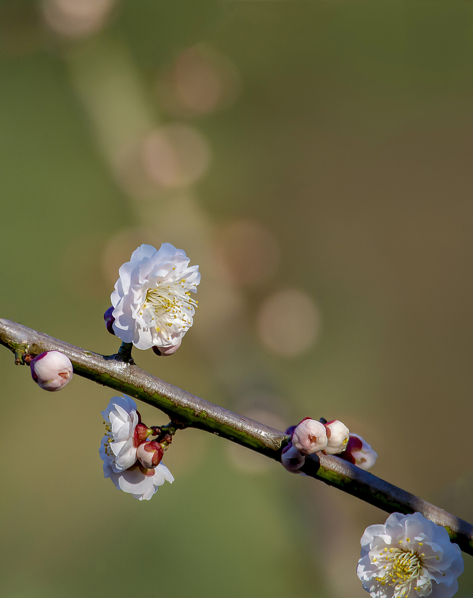 Olympus OM-D E-M5 sample photo. Cute jade blur behind the plum blossoms photography