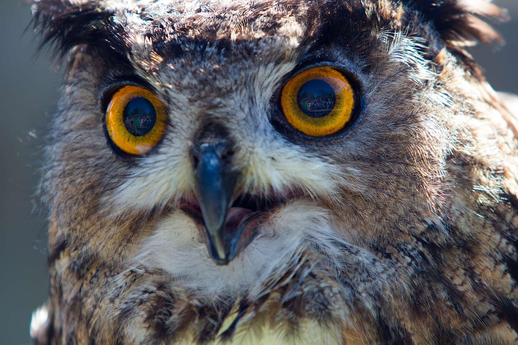 Canon EF 70-200mm F2.8L USM sample photo. Eurasian eagle owl photography