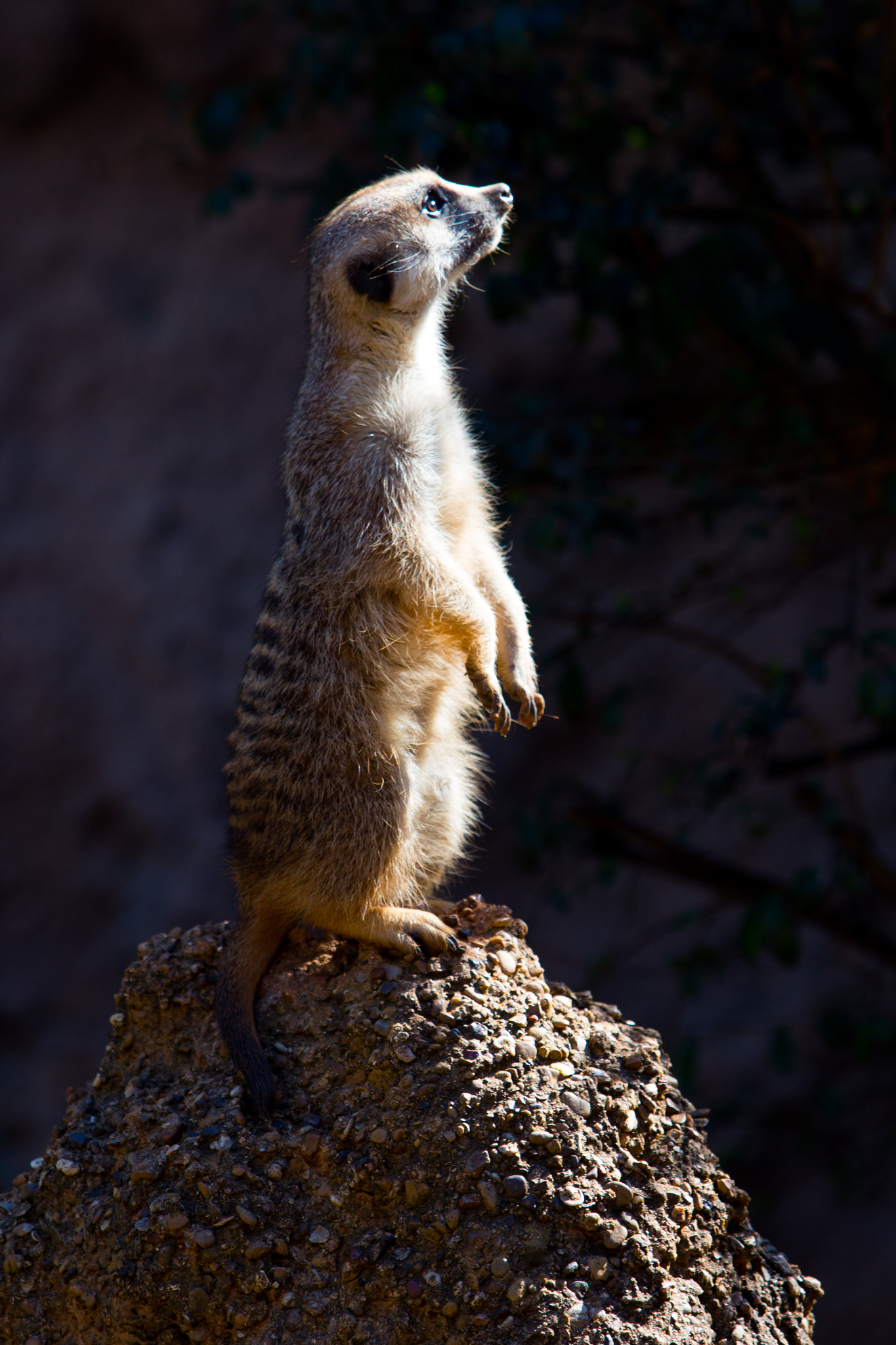Canon EF 70-200mm F2.8L USM sample photo. Meerkat lookout photography