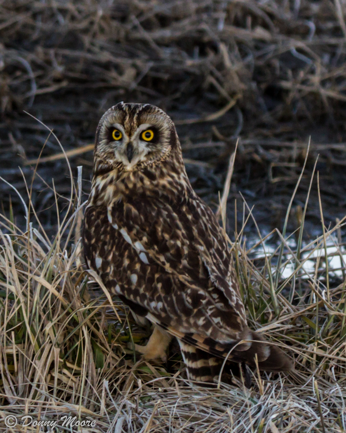 Tamron SP 150-600mm F5-6.3 Di VC USD sample photo. Short eared owl photography