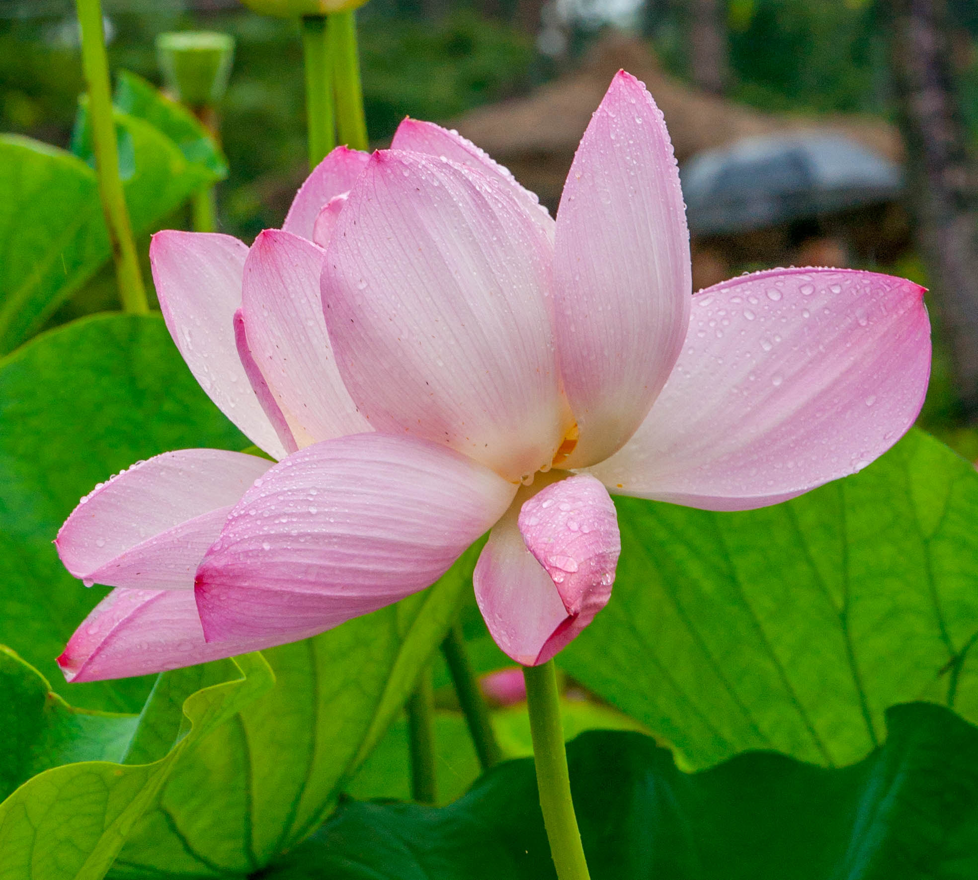 Sony Alpha DSLR-A900 sample photo. Sony dsc photography